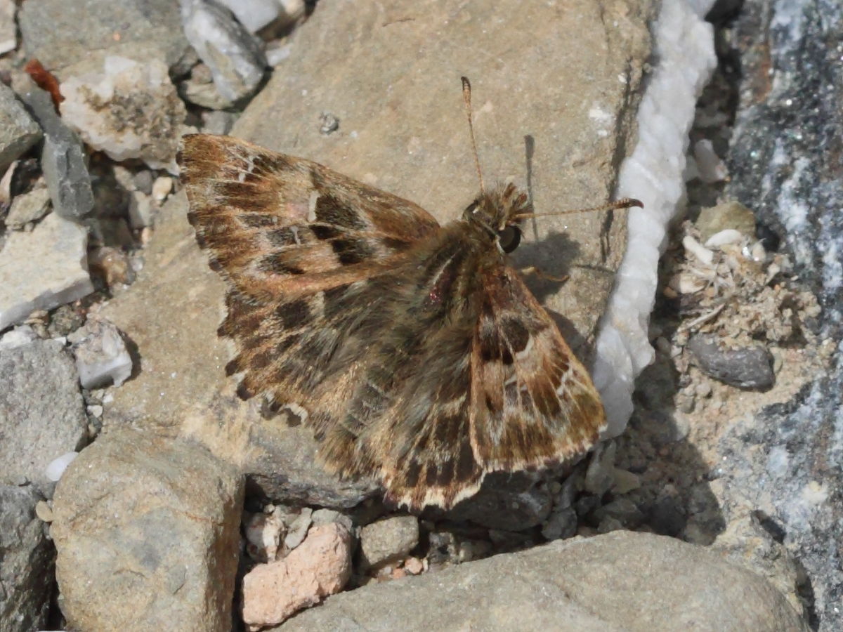 Afficher le média carcharodus_alceae4bd carcharodus_alceae4bd