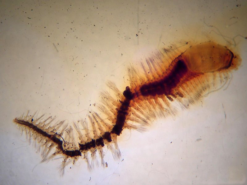 castalia_punctata1md