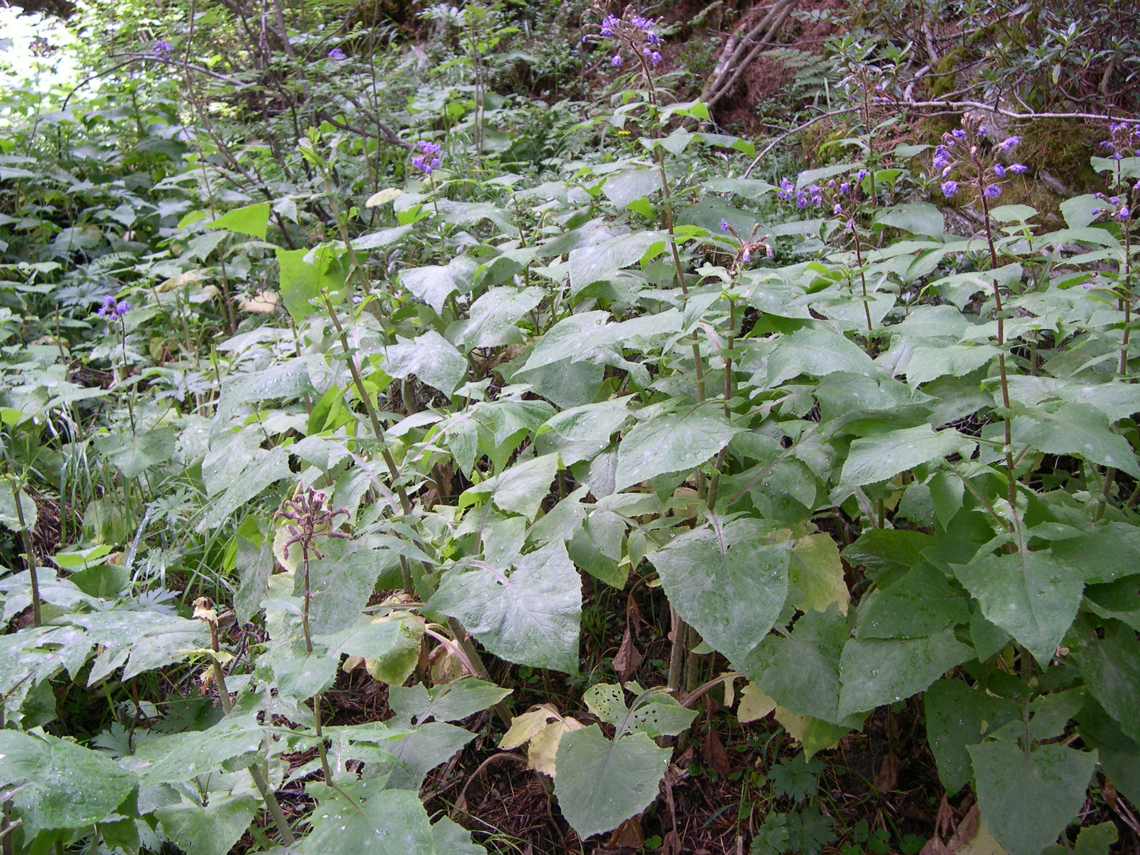 cicerbita_alpina1bmd