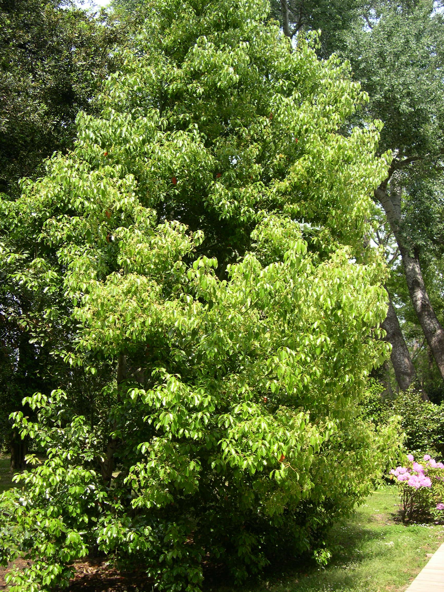 cinnamomum_camphora1md