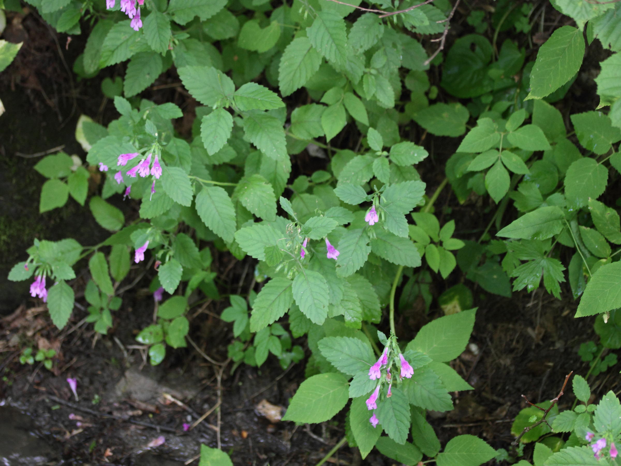 Afficher le média clinopodium_grandiflorum1md clinopodium_grandiflorum1md