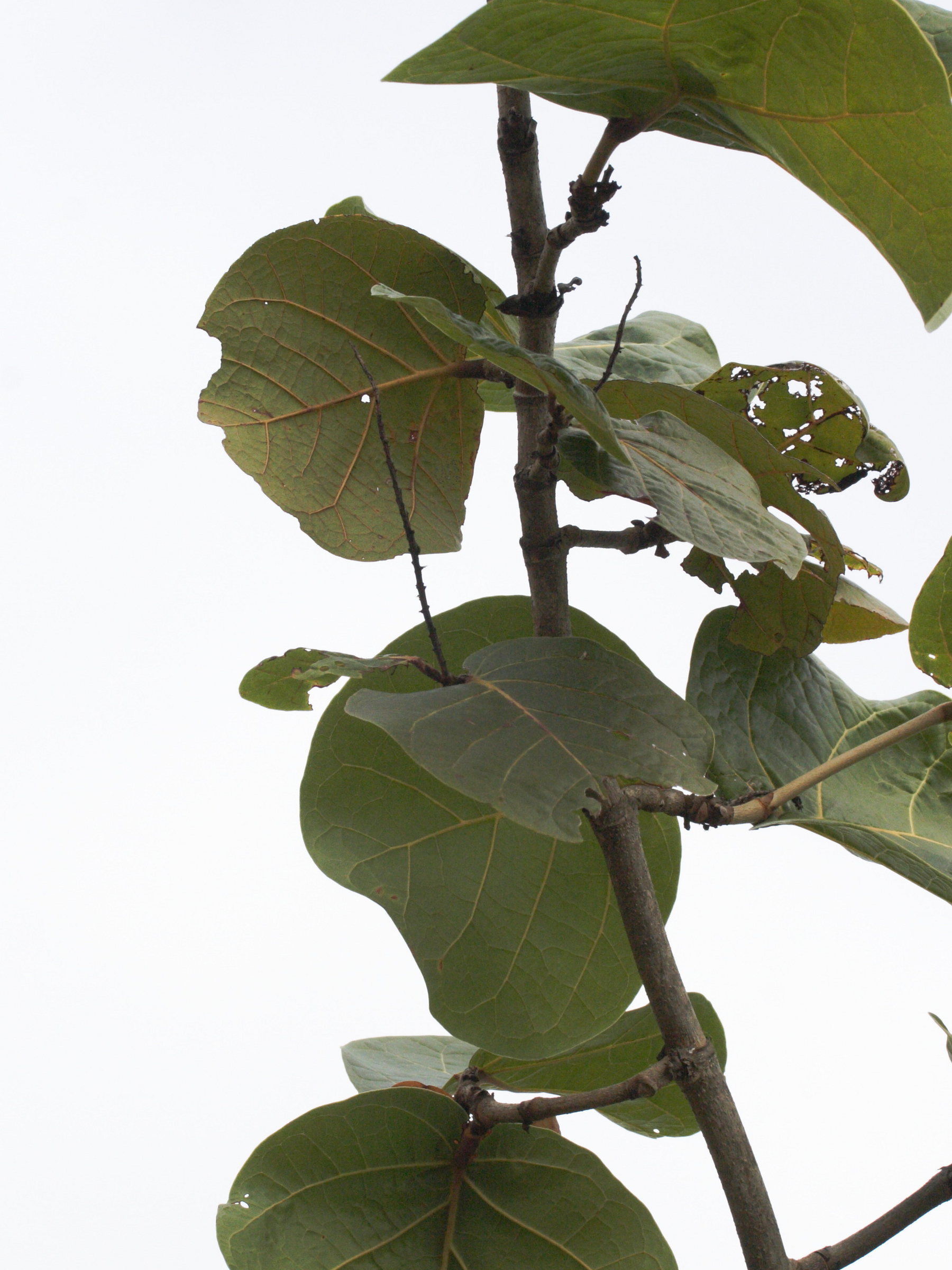 Afficher le média coccoloba_caravellae3md coccoloba_caravellae3md