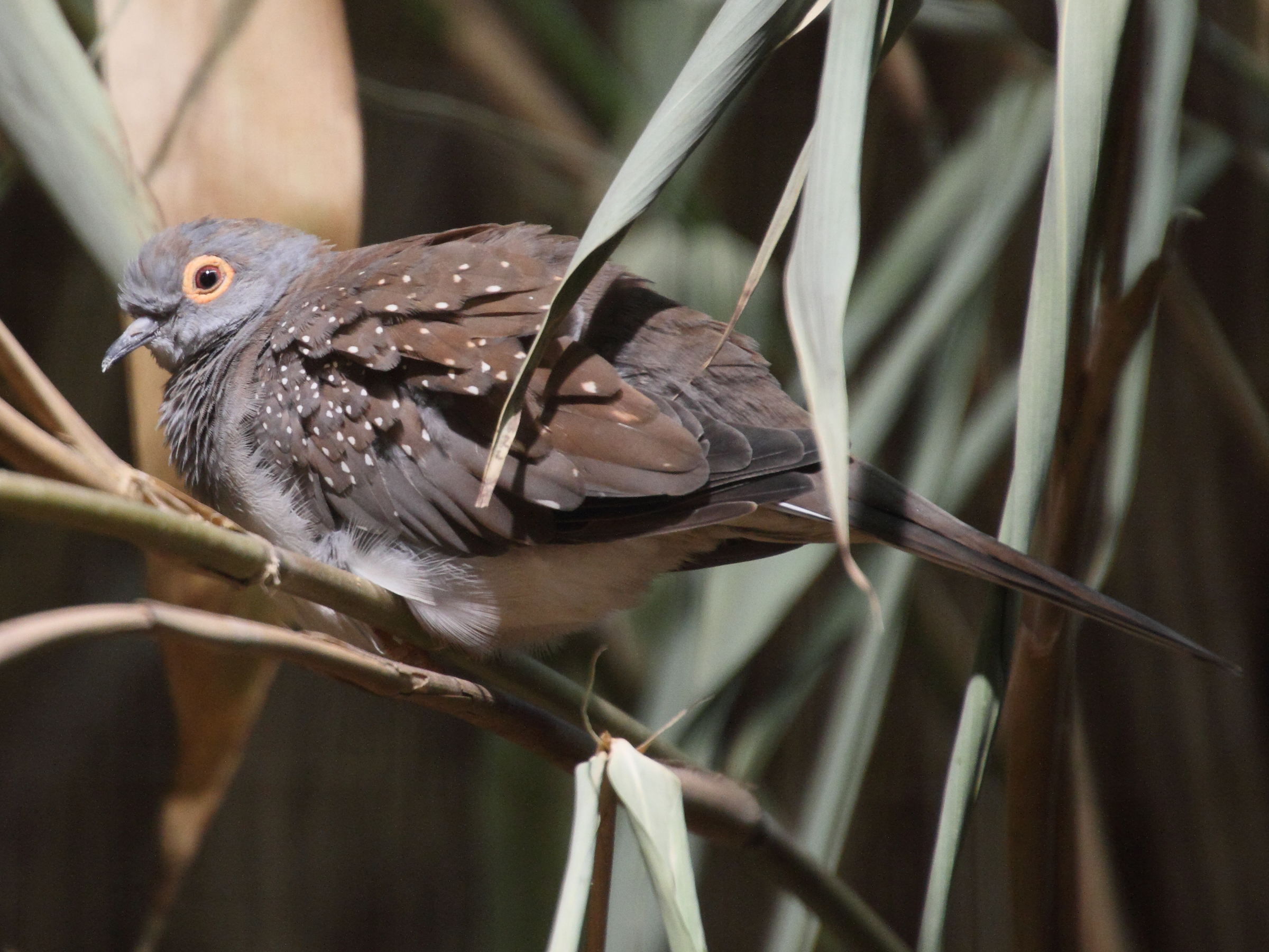 colombe_diamant_-_geopelia_cuneata1md
