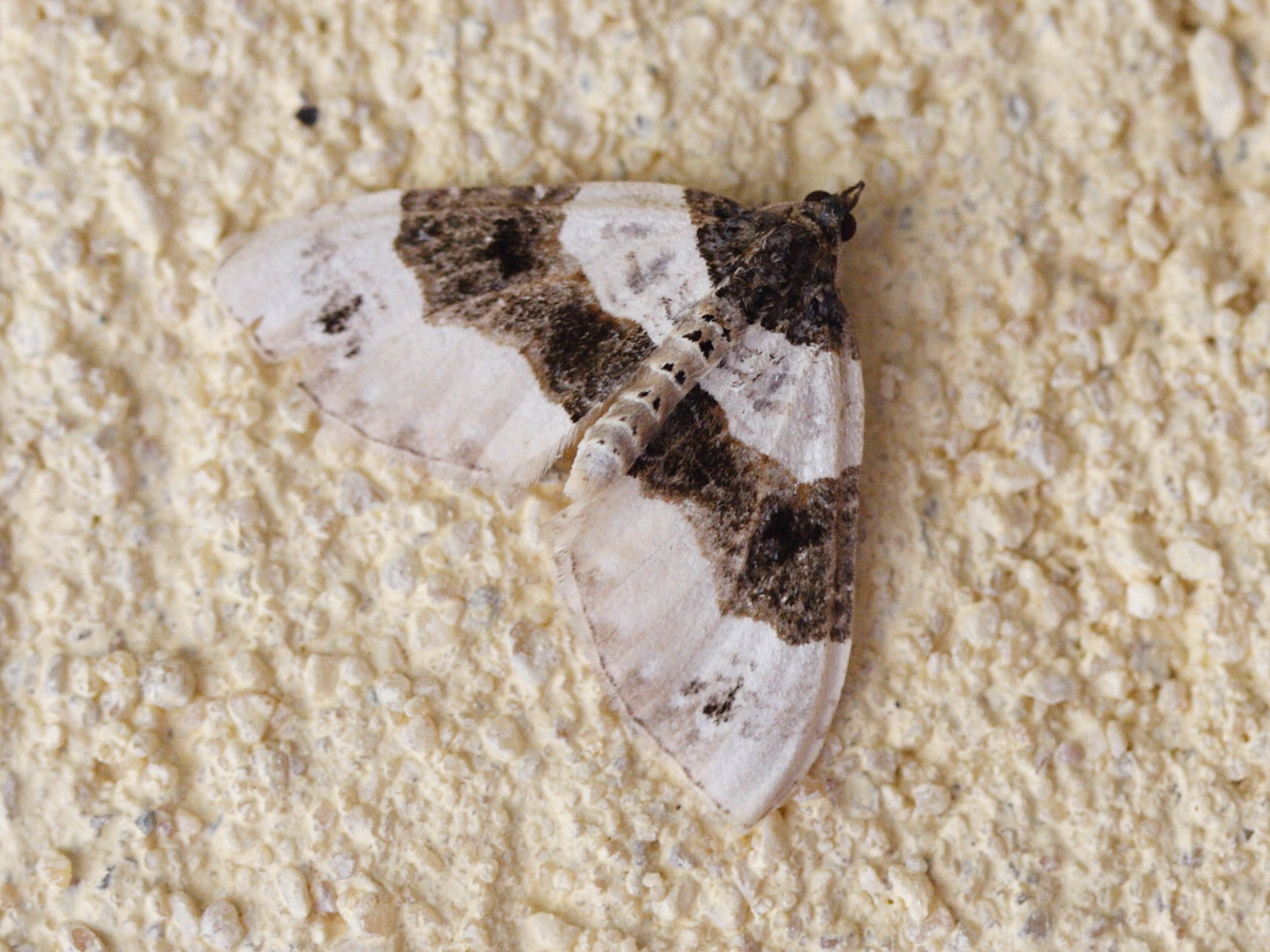 cosmorhoe_ocellata1md