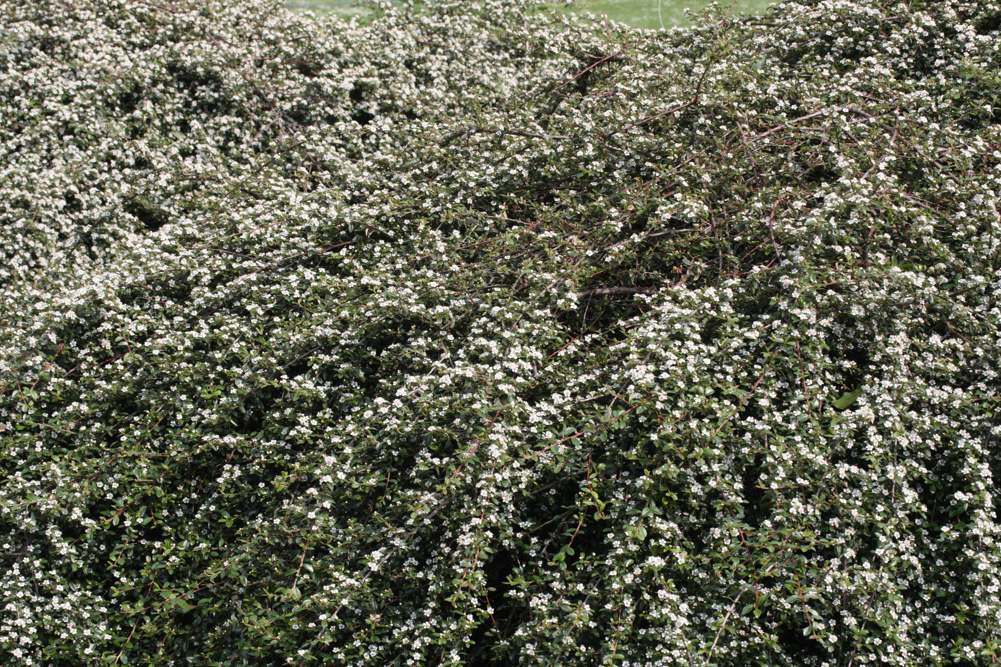 cotoneaster_dammeri1md