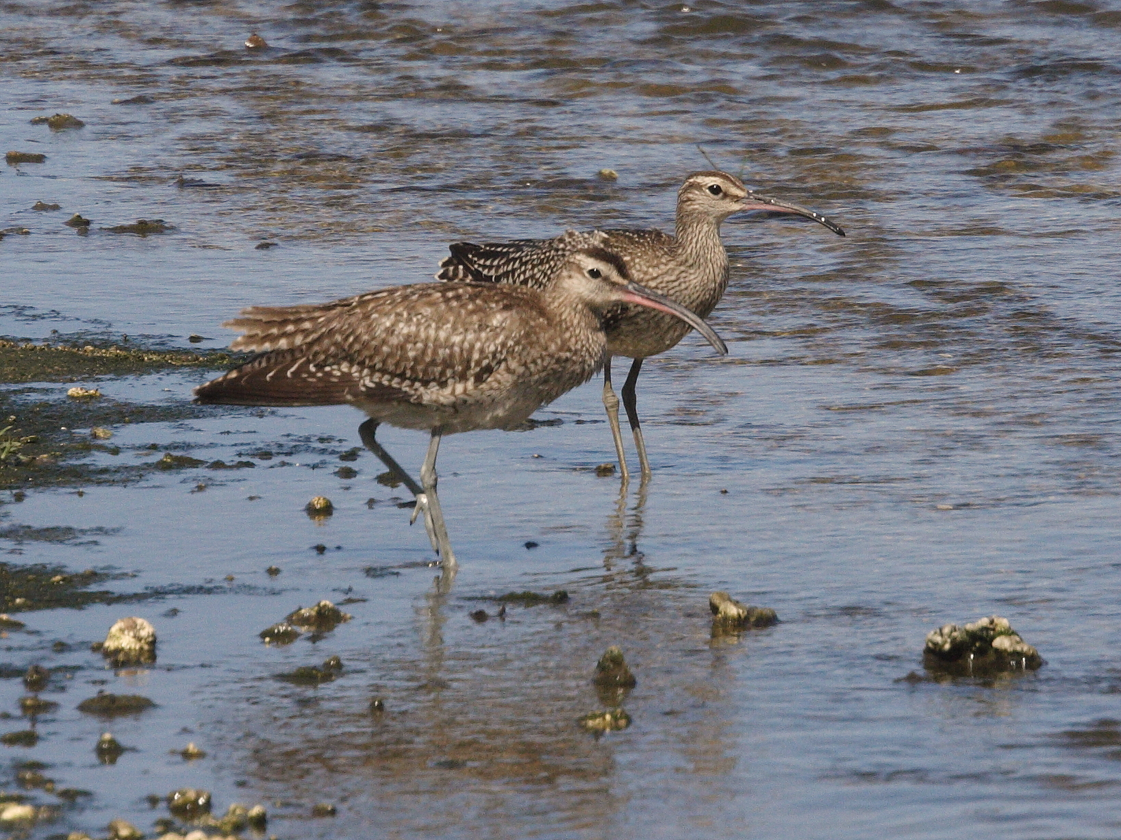 courlis_corlieu_-_numenius_phaeopus3bd
