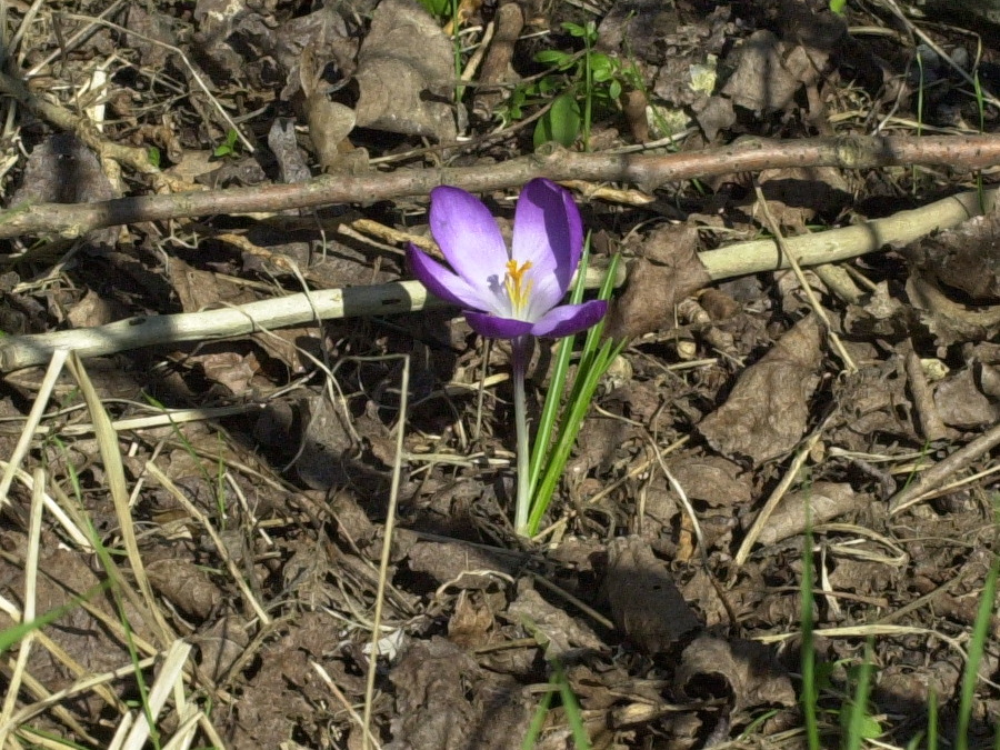 crocus_neapolitanus3md