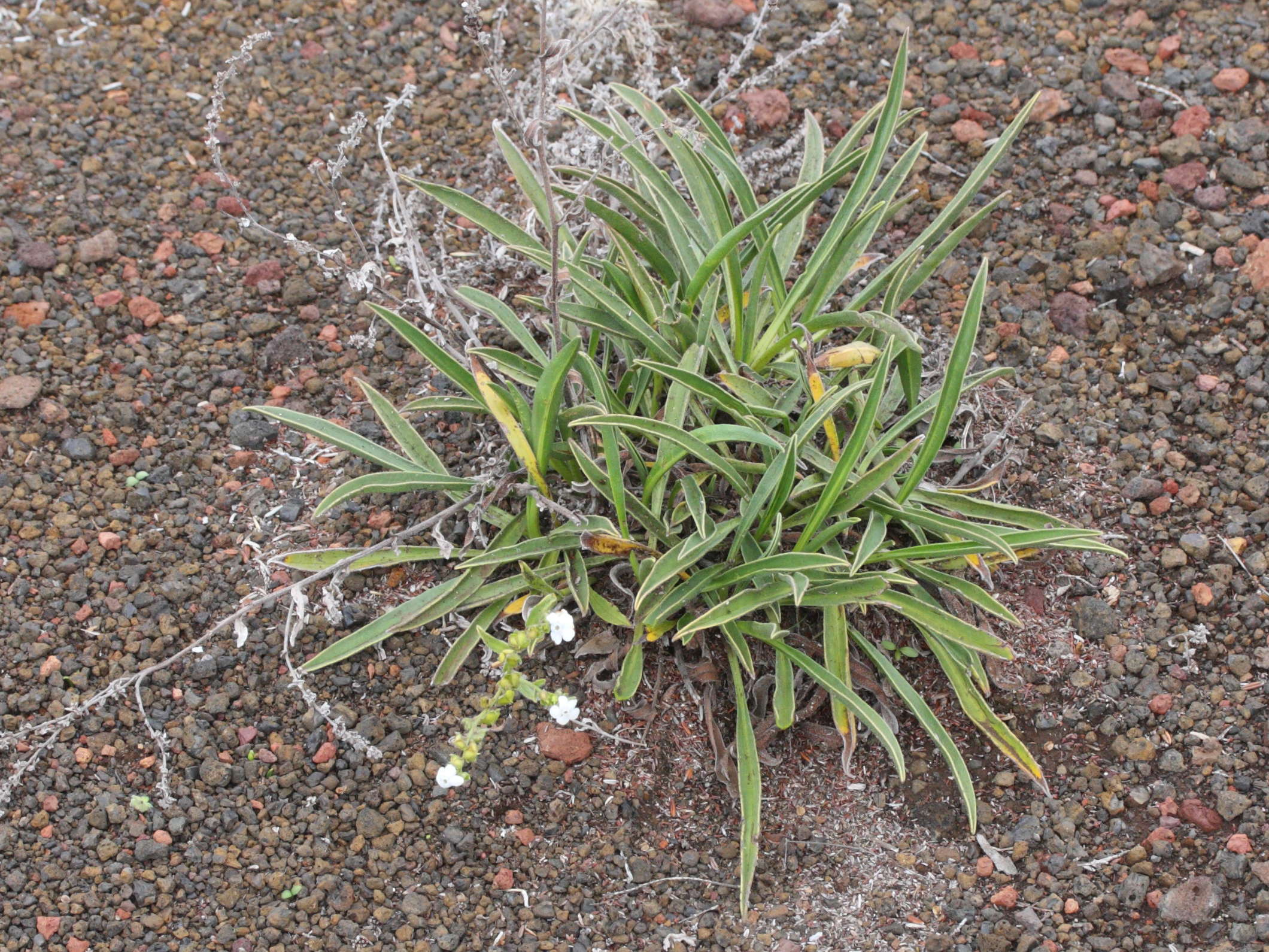 Afficher le média cynoglossum_borbonicum3md cynoglossum_borbonicum3md