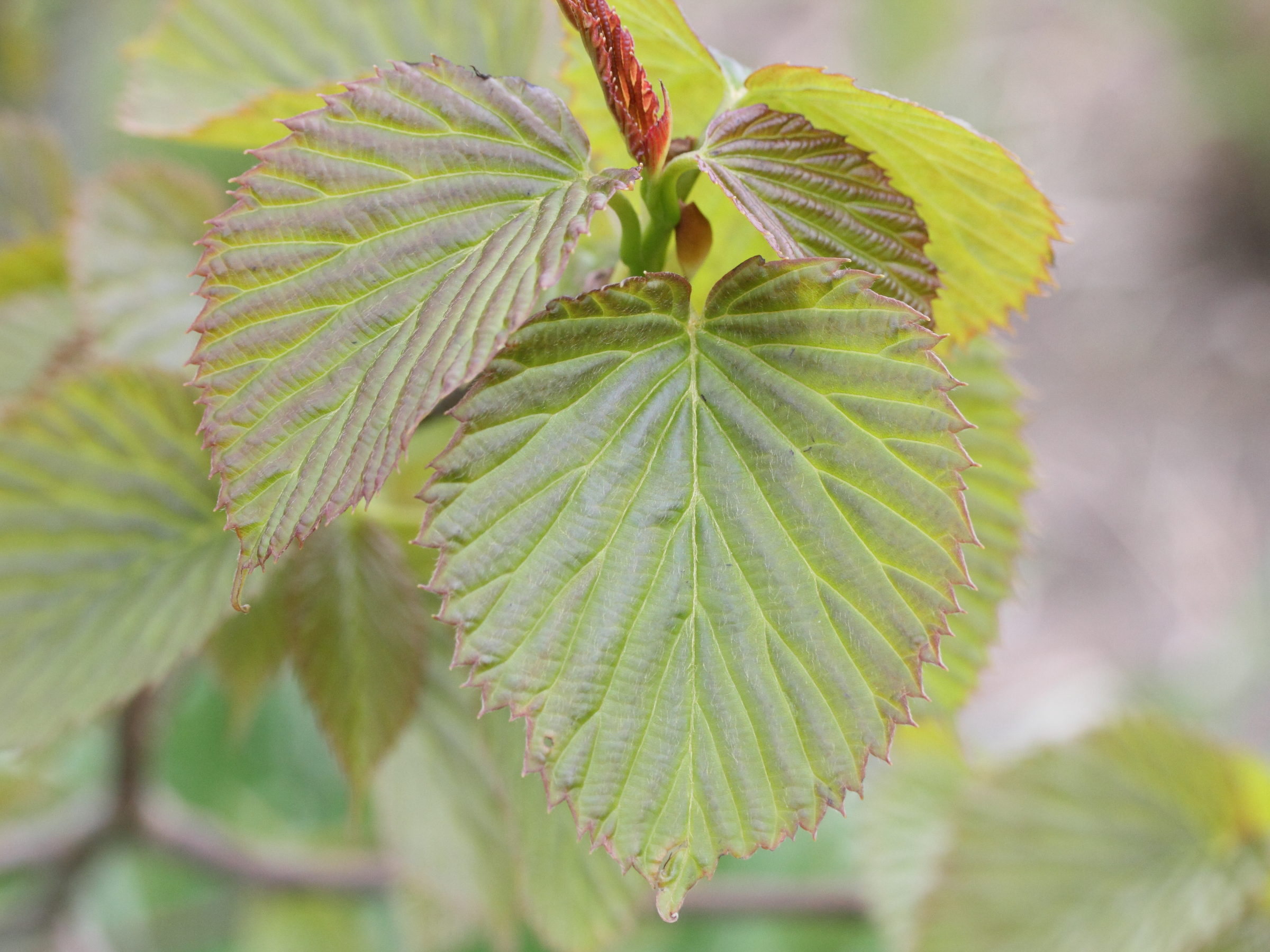 Afficher le média davidia_involucrata7md davidia_involucrata7md