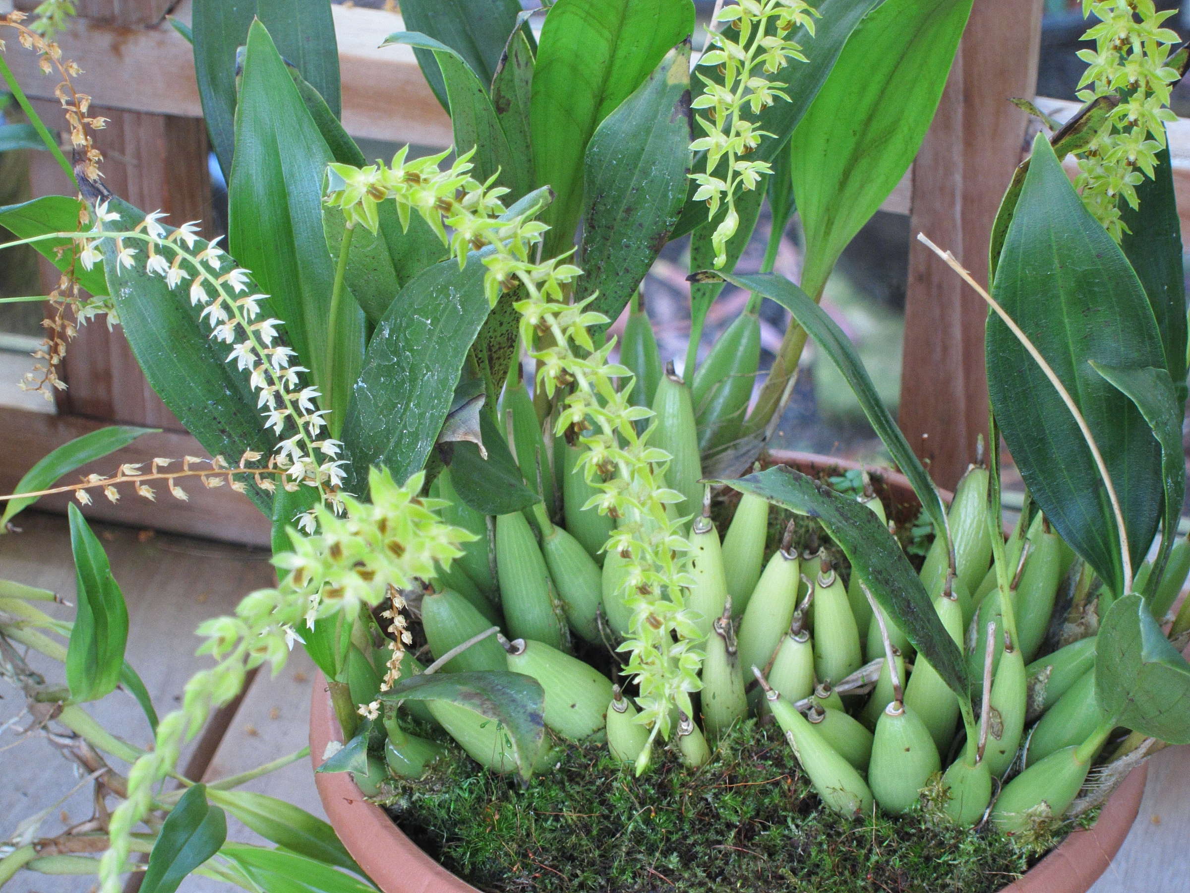 dendrochilum_longifolium1bd