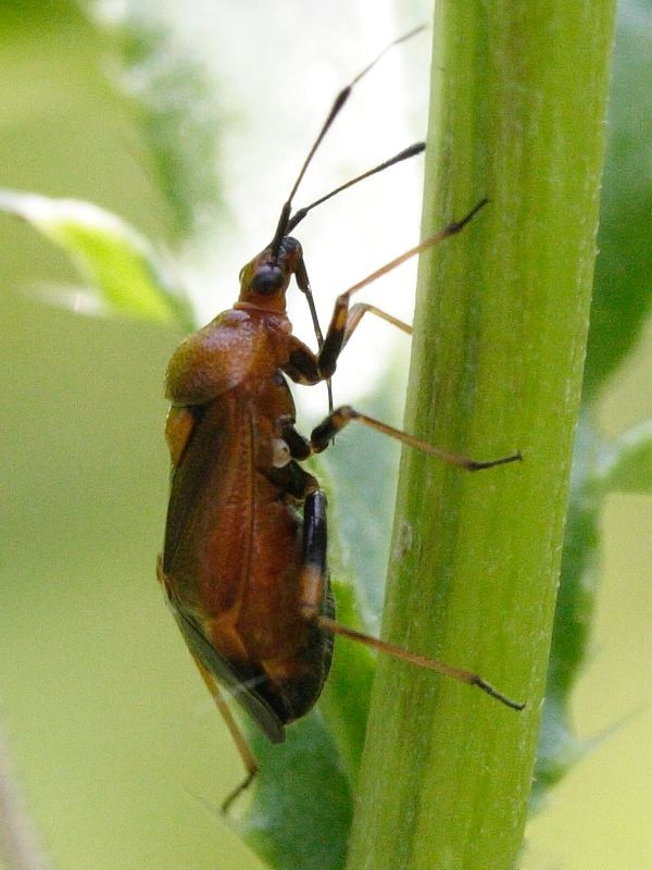 deraeocoris_ruber3md