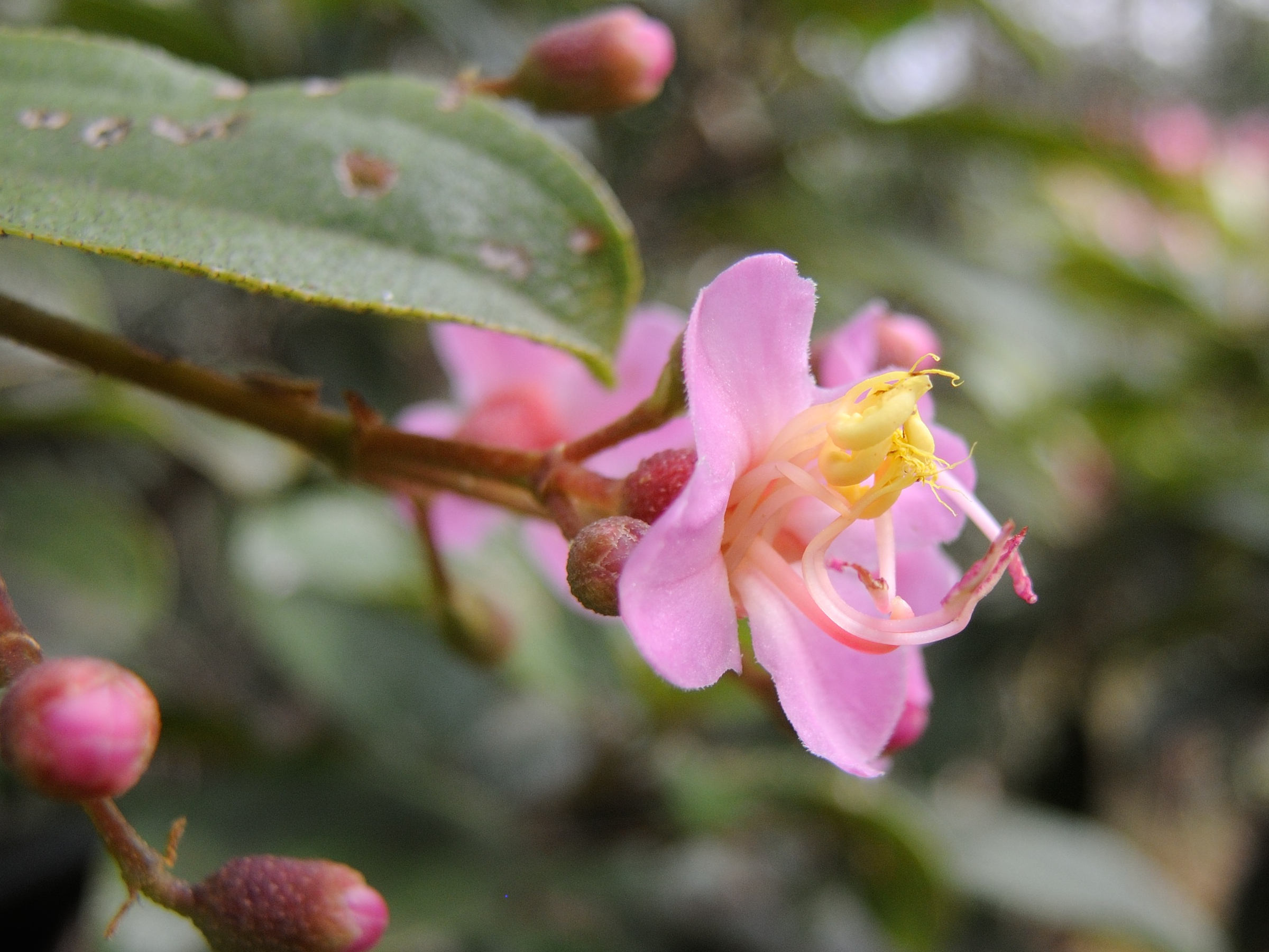 dichaetanthera_oblongifolia3md