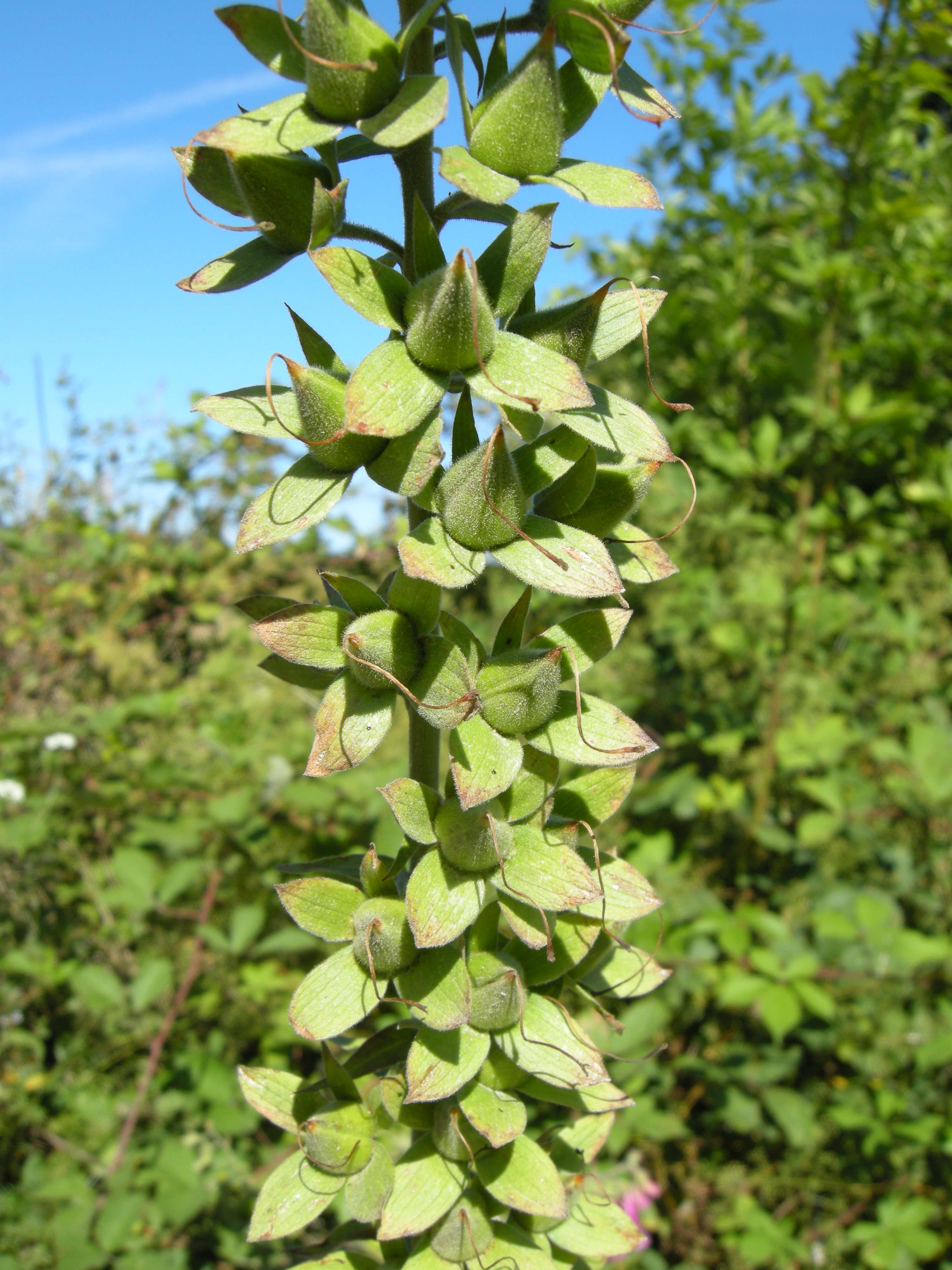 digitalis_purpurea4md