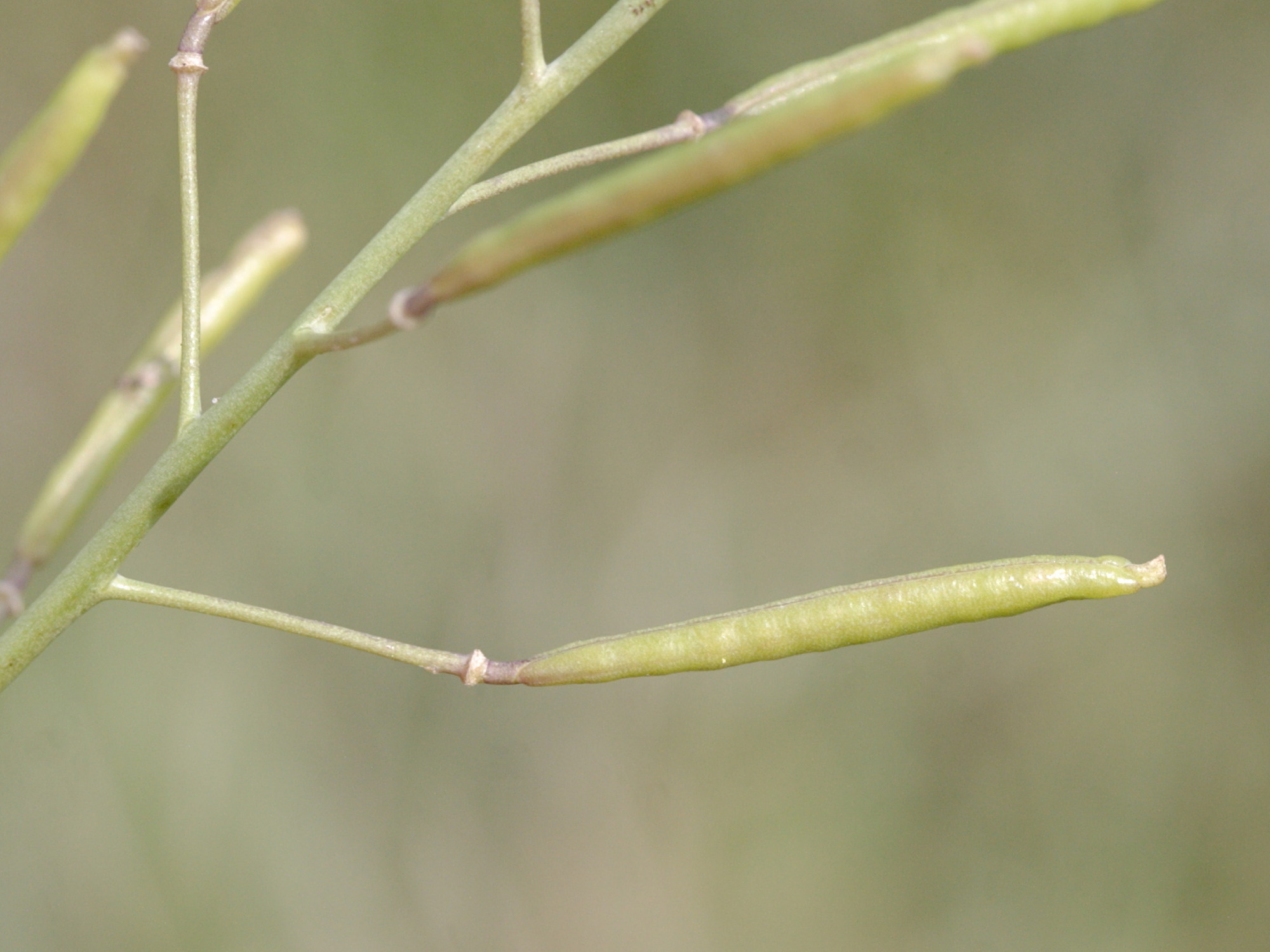 diplotaxis_tenuifolia5md