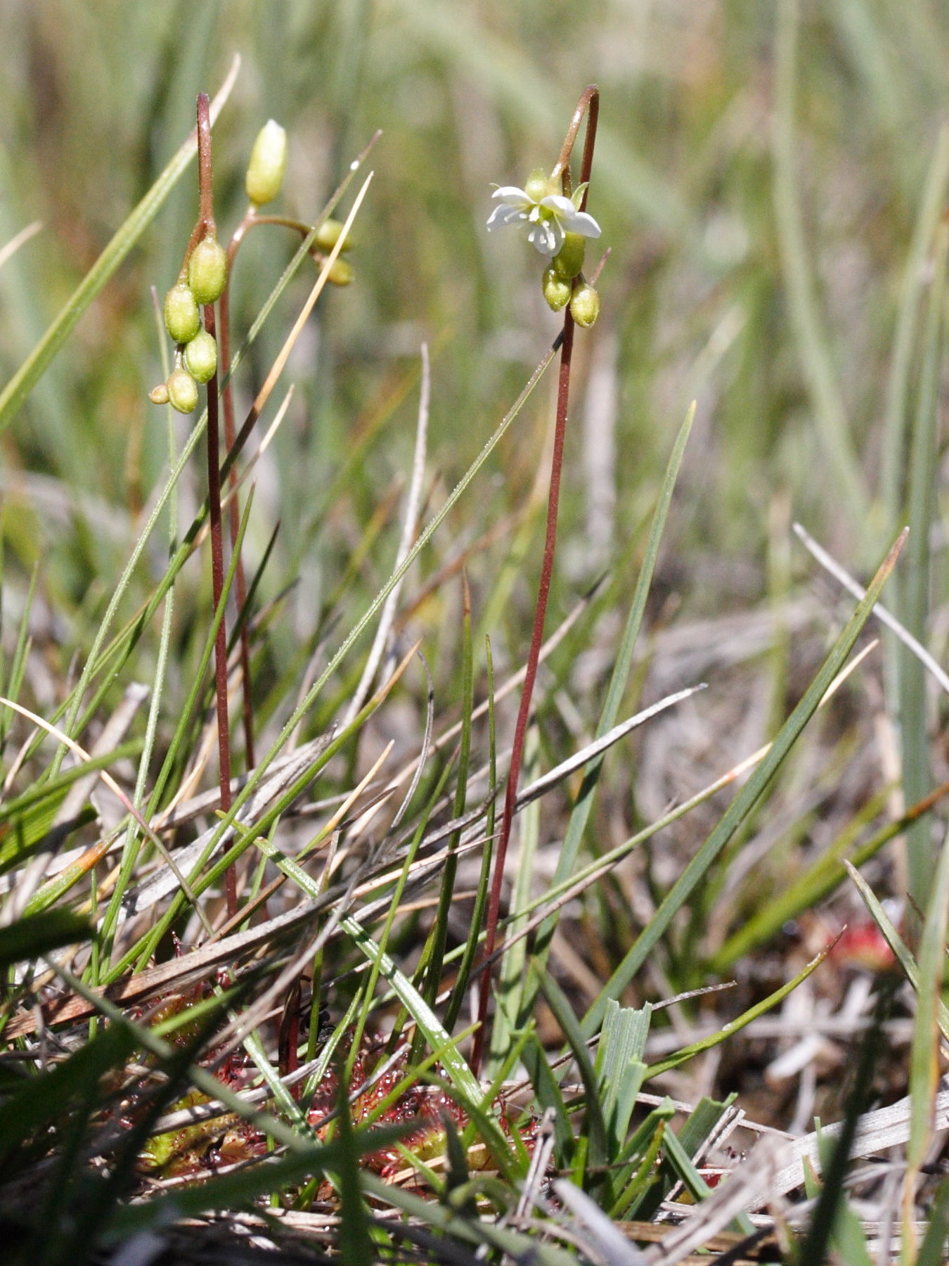 drosera_rotundifolia4md