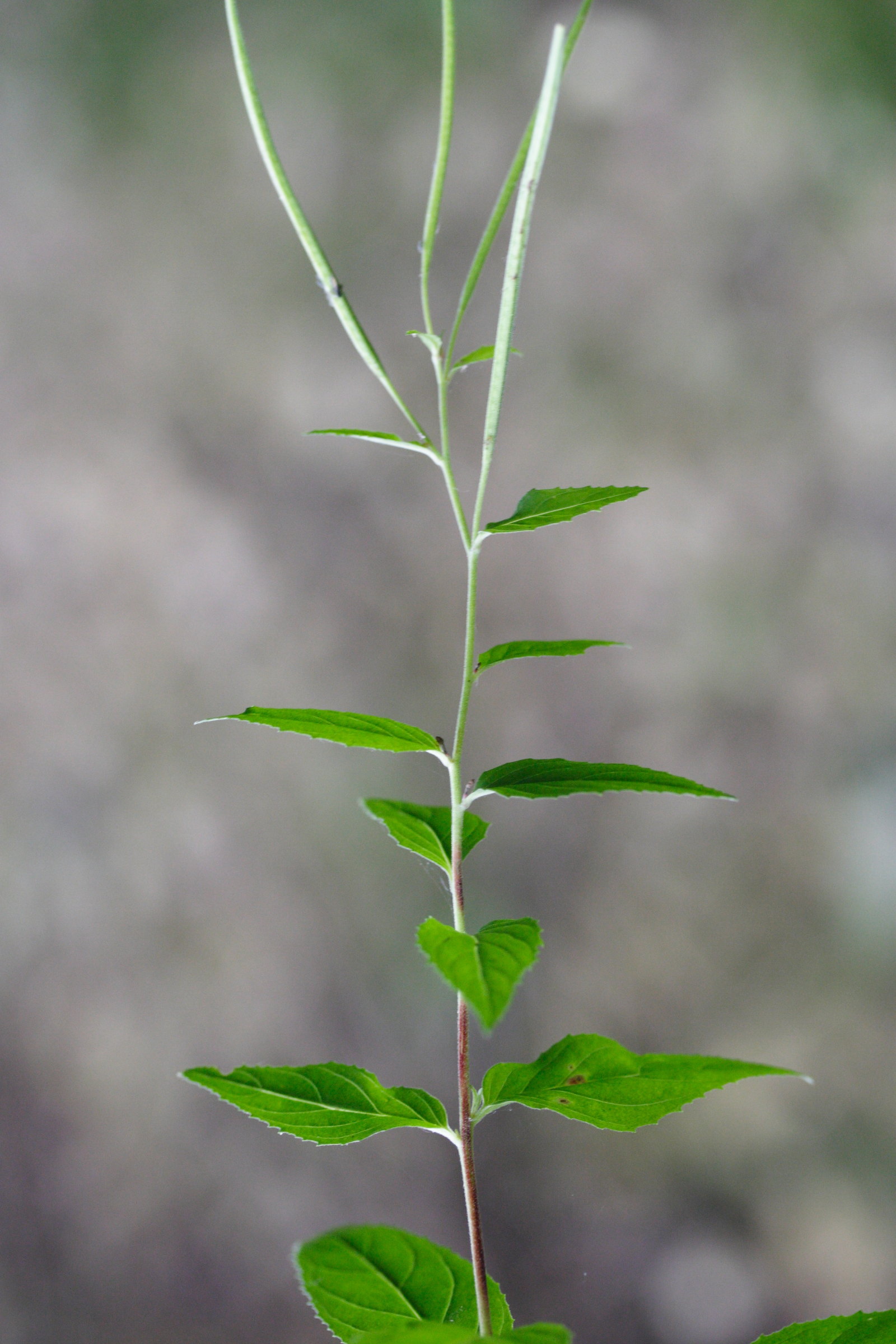 Afficher le média epilobium_montanum4md epilobium_montanum4md