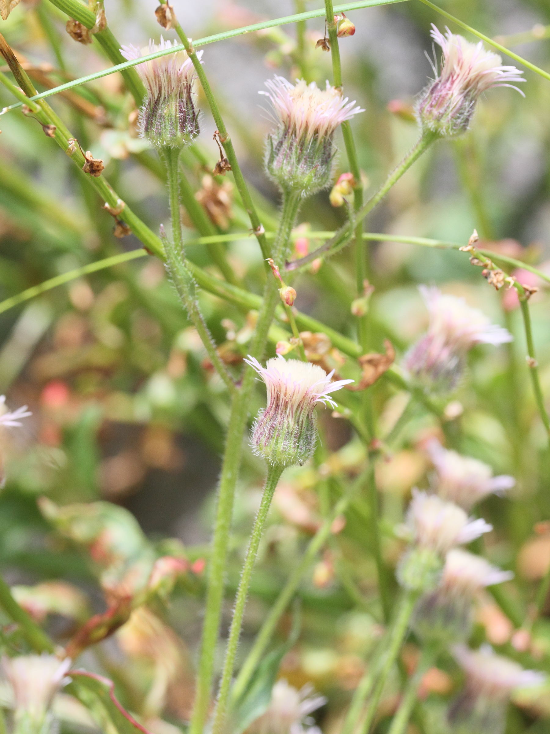 Afficher le média erigeron_acris3md erigeron_acris3md