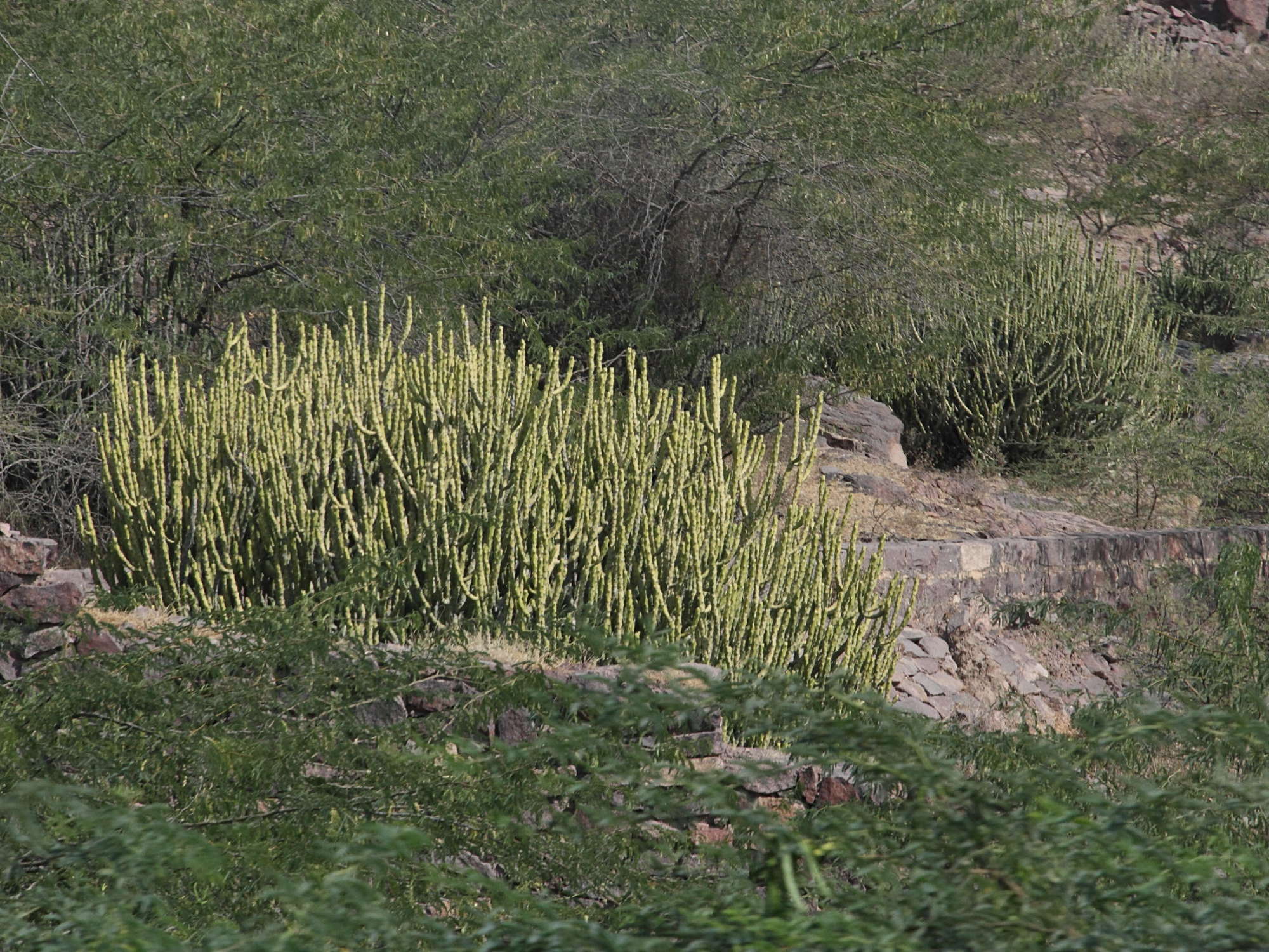 euphorbia_caducifolia4md