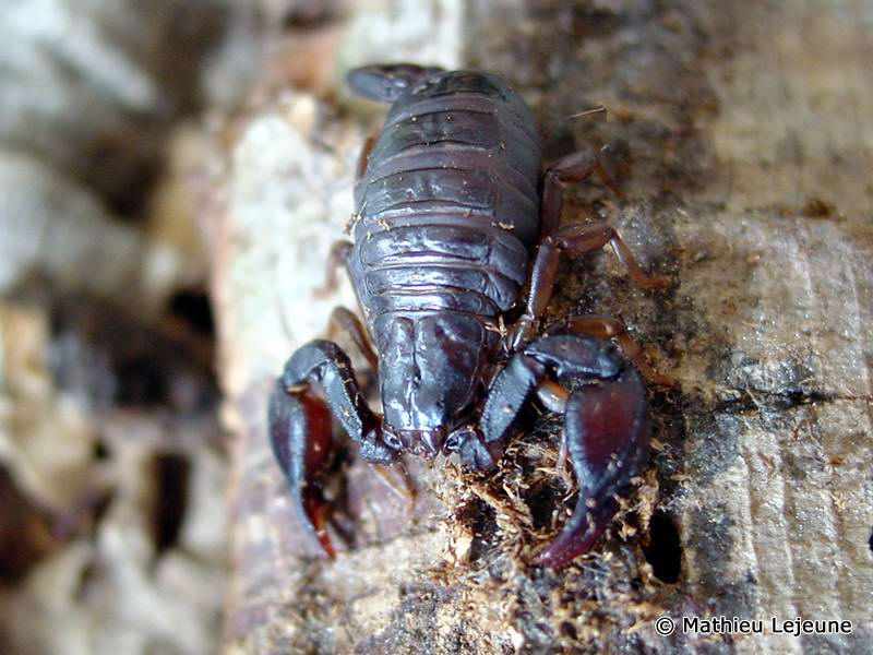 euscorpius_flavicaudis2ml