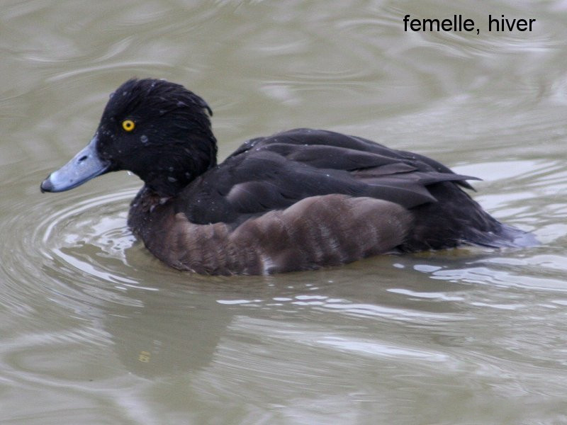 fuligule_morillon_-_aythya_fuligula4md