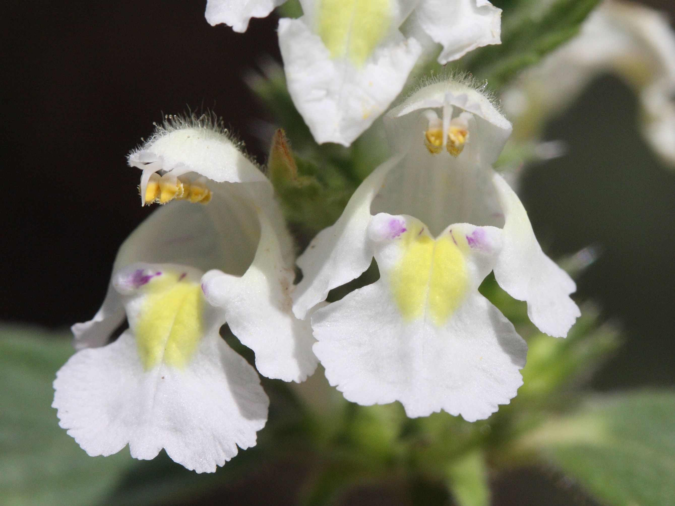 galeopsis_segetum4md