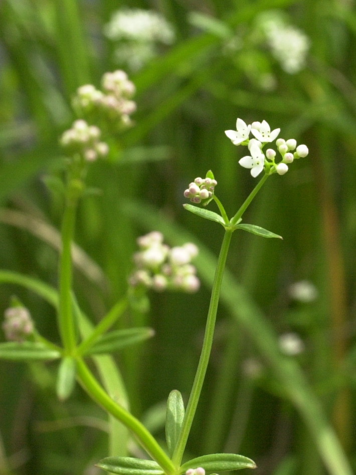 Afficher le média galium_palustre2bd galium_palustre2bd