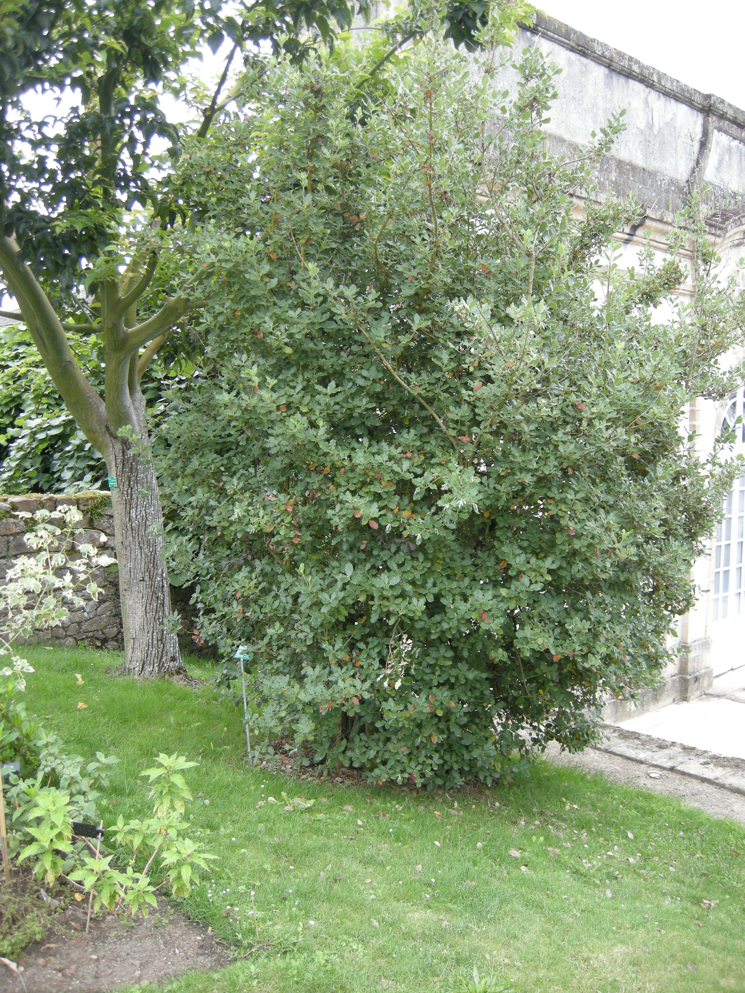 garrya_elliptica3bd