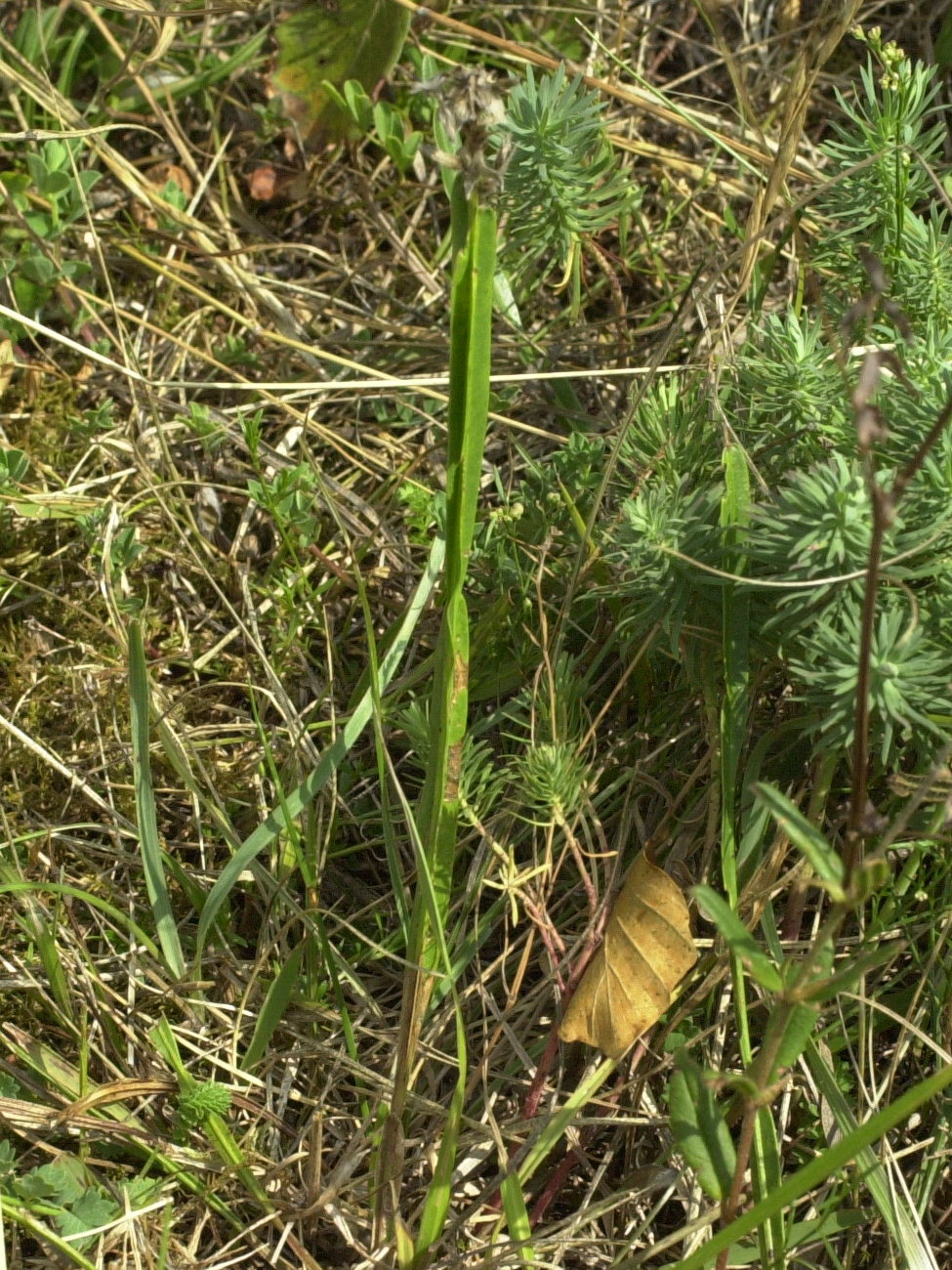 genista_sagittalis1md