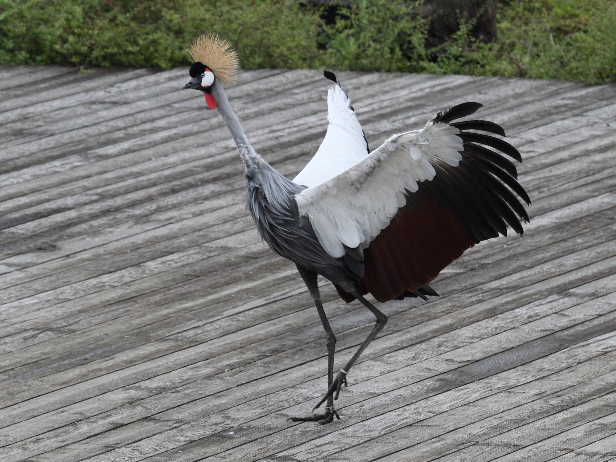 grue_royale_-_balearica_regulorum4bd