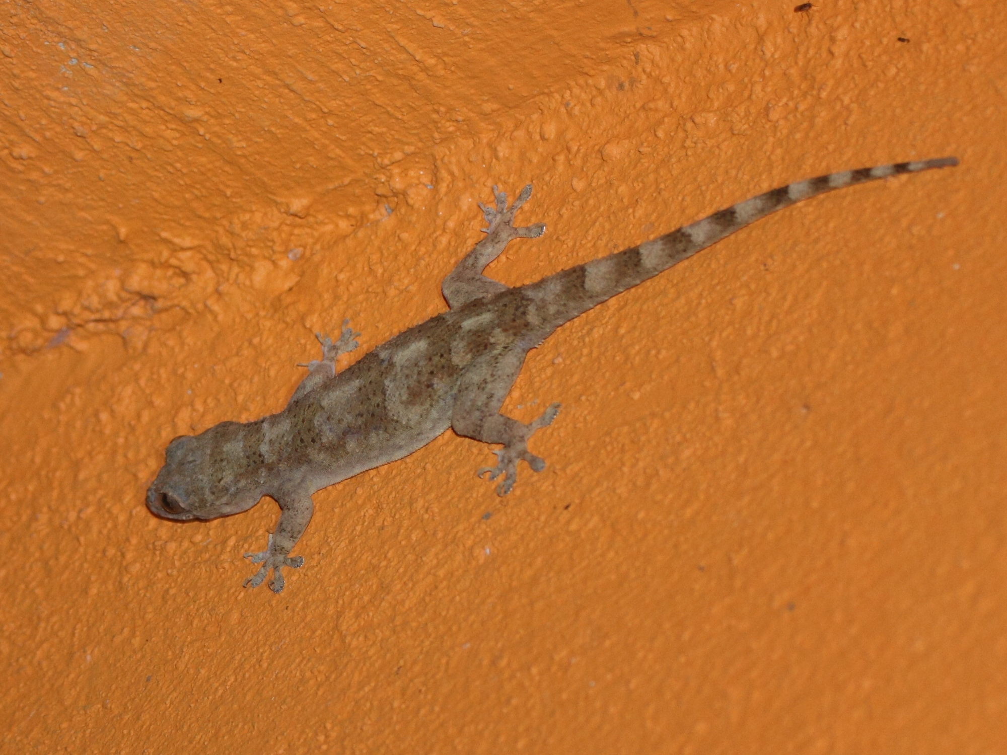 hemidactylus_mabouia3md