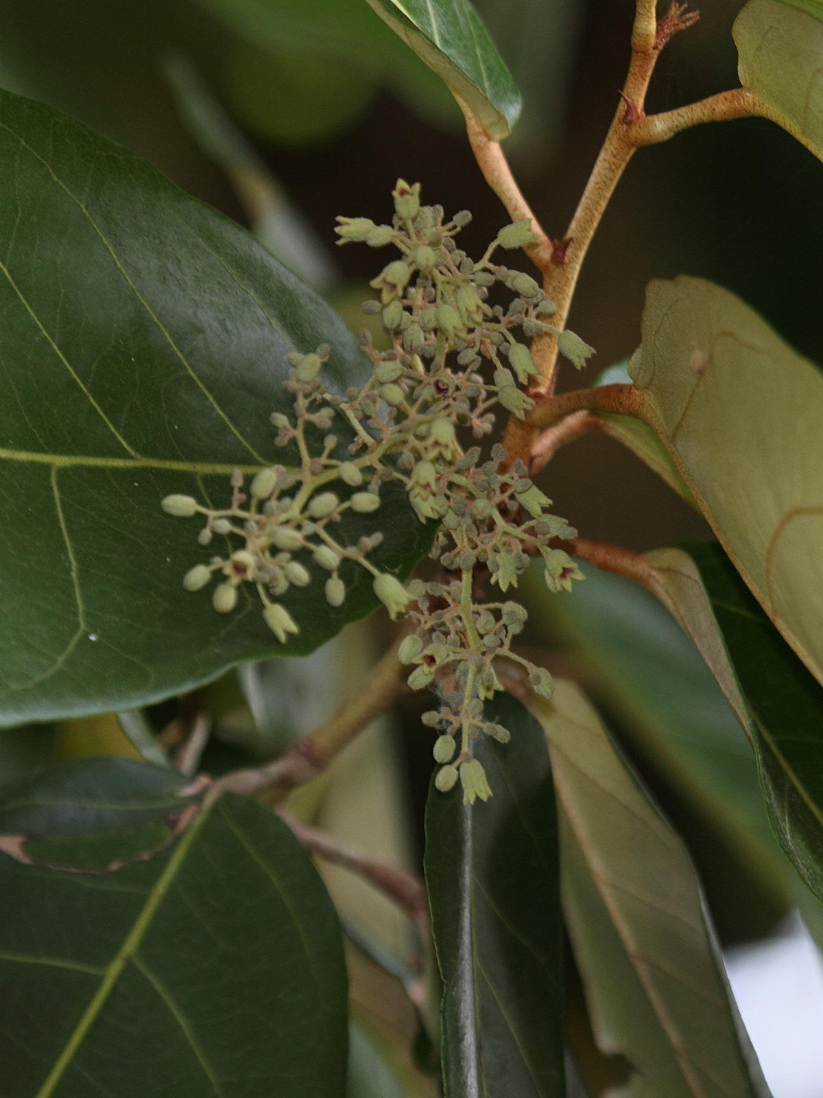 heritiera_littoralis9bd