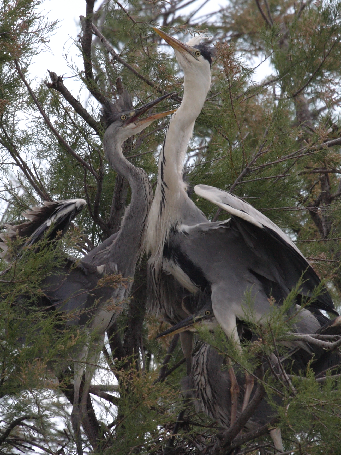 heron_cendre_-_ardea_cinerea6bd