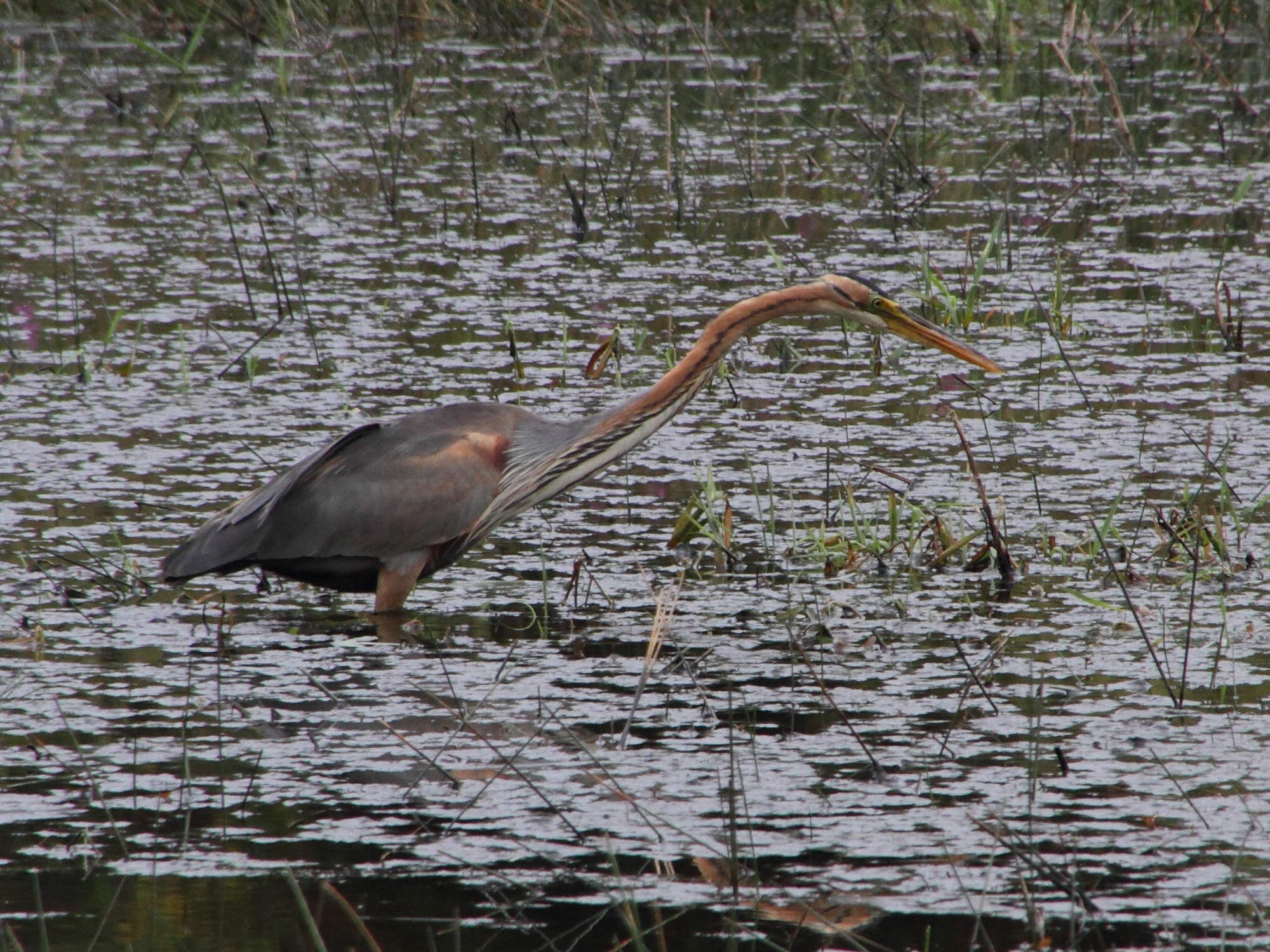 heron_pourpre_-_ardea_purpurea2md