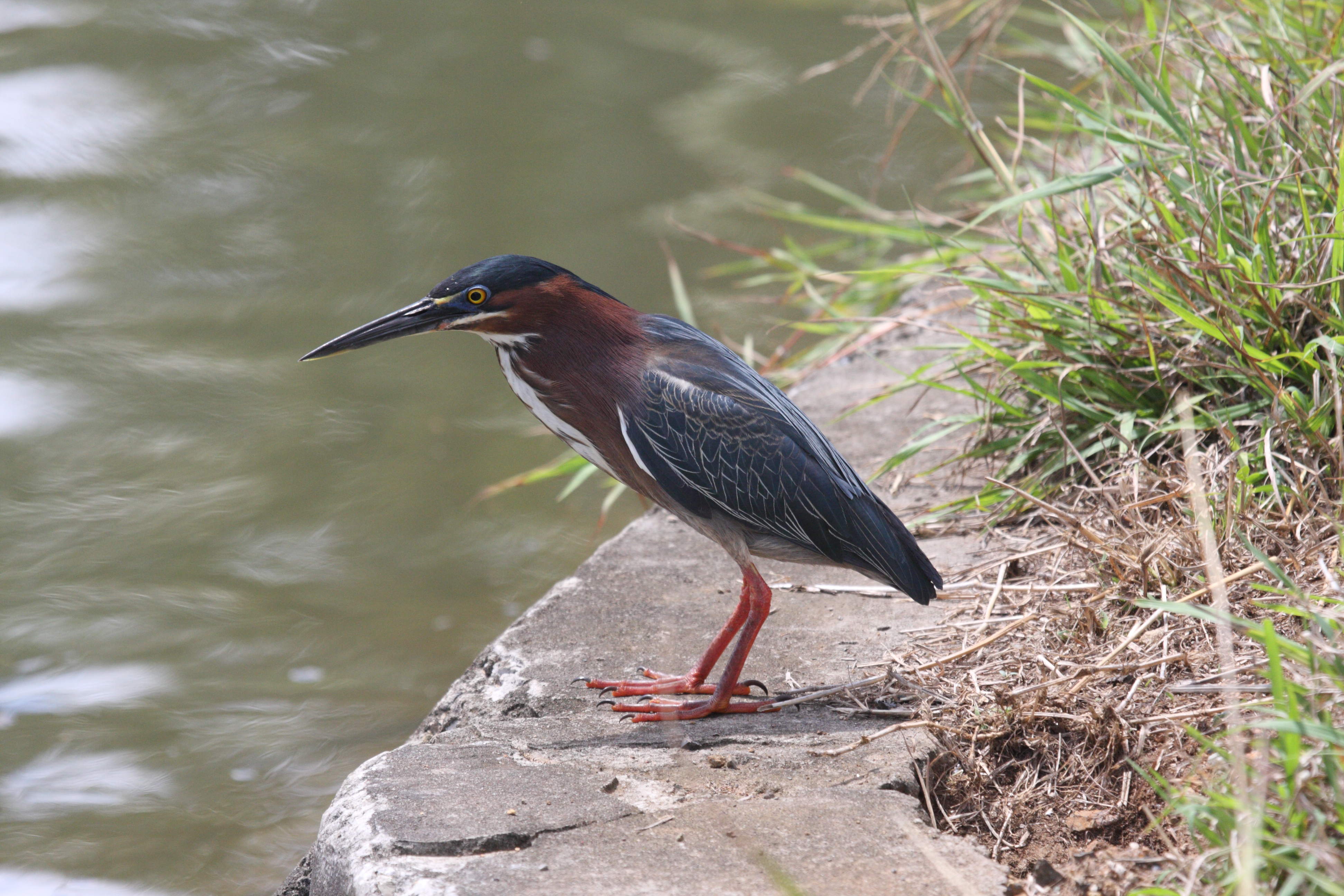 heron_vert_-_butorides_virescens1bd