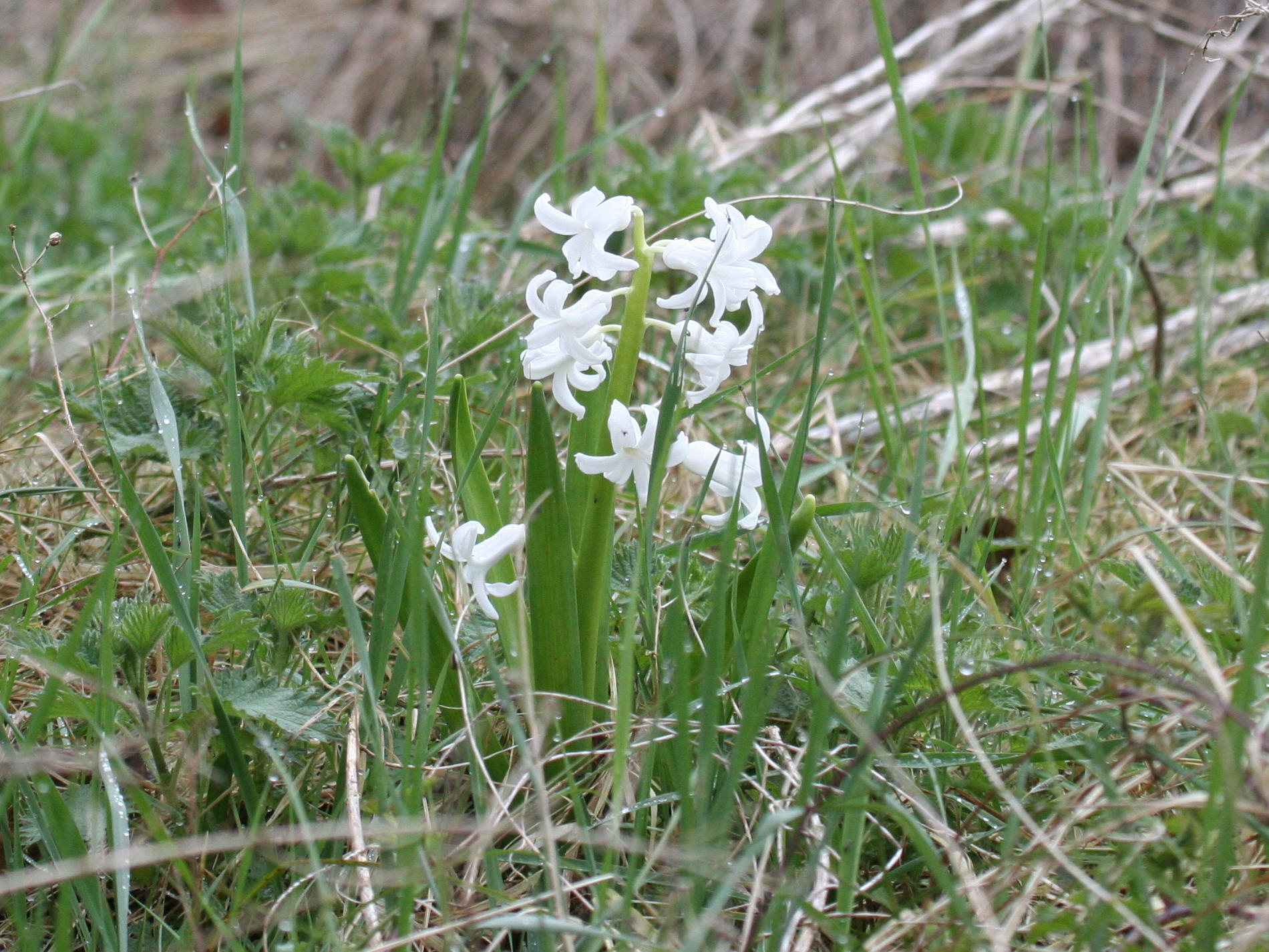 hyacinthus_orientalis1md