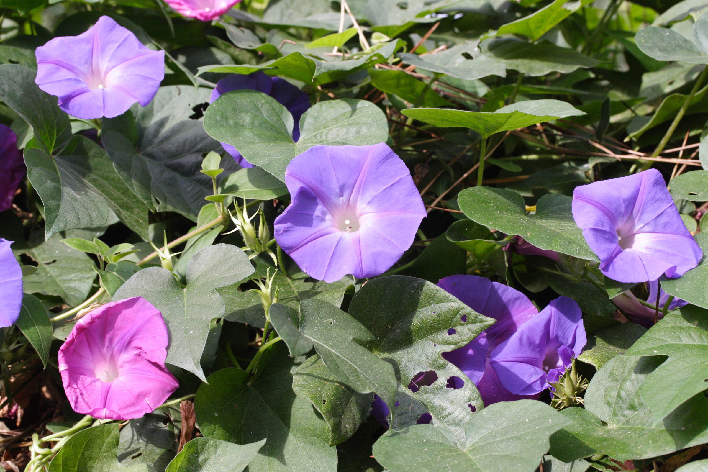ipomoea_indica2md