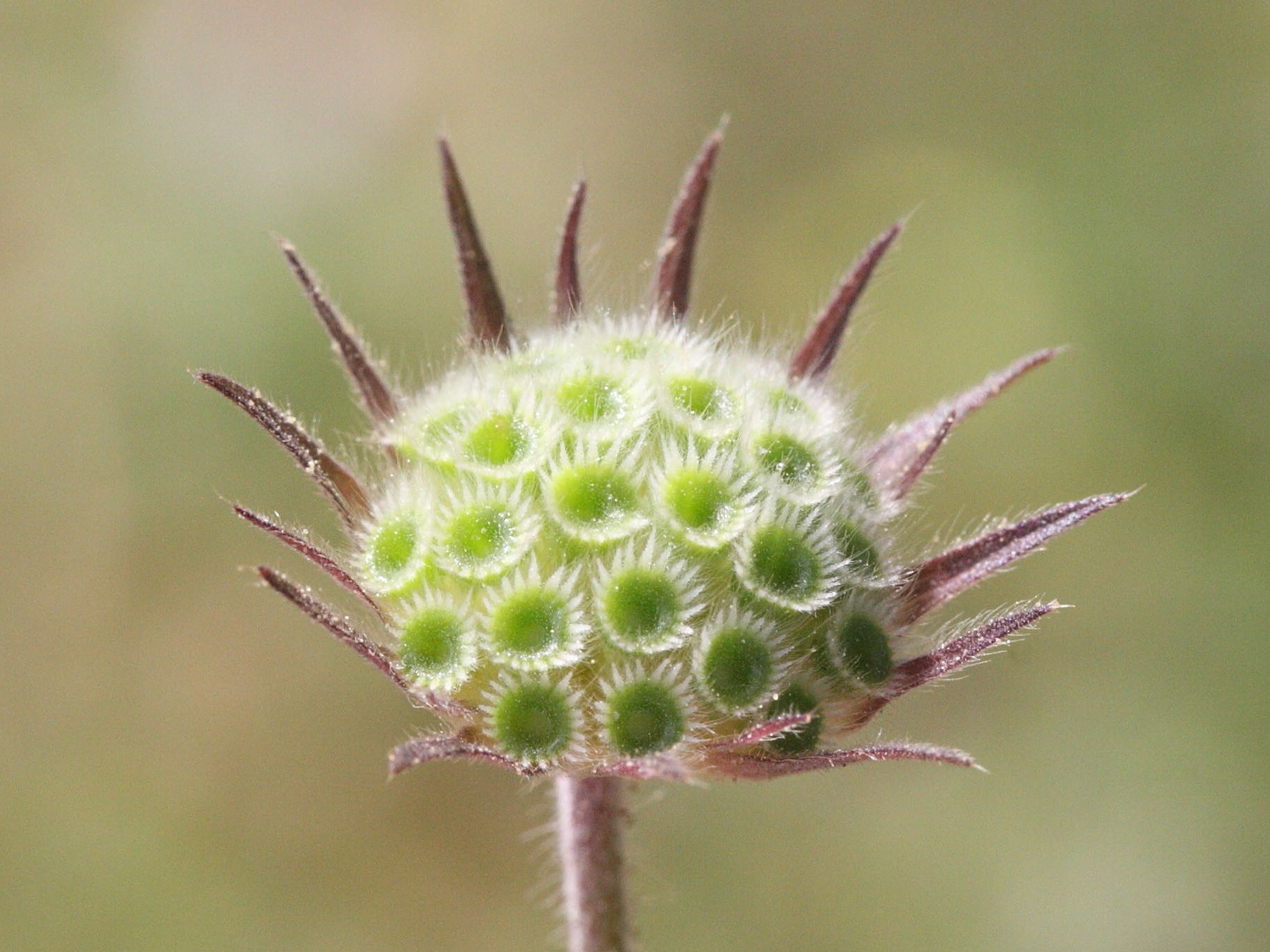 knautia_integrifolia5md