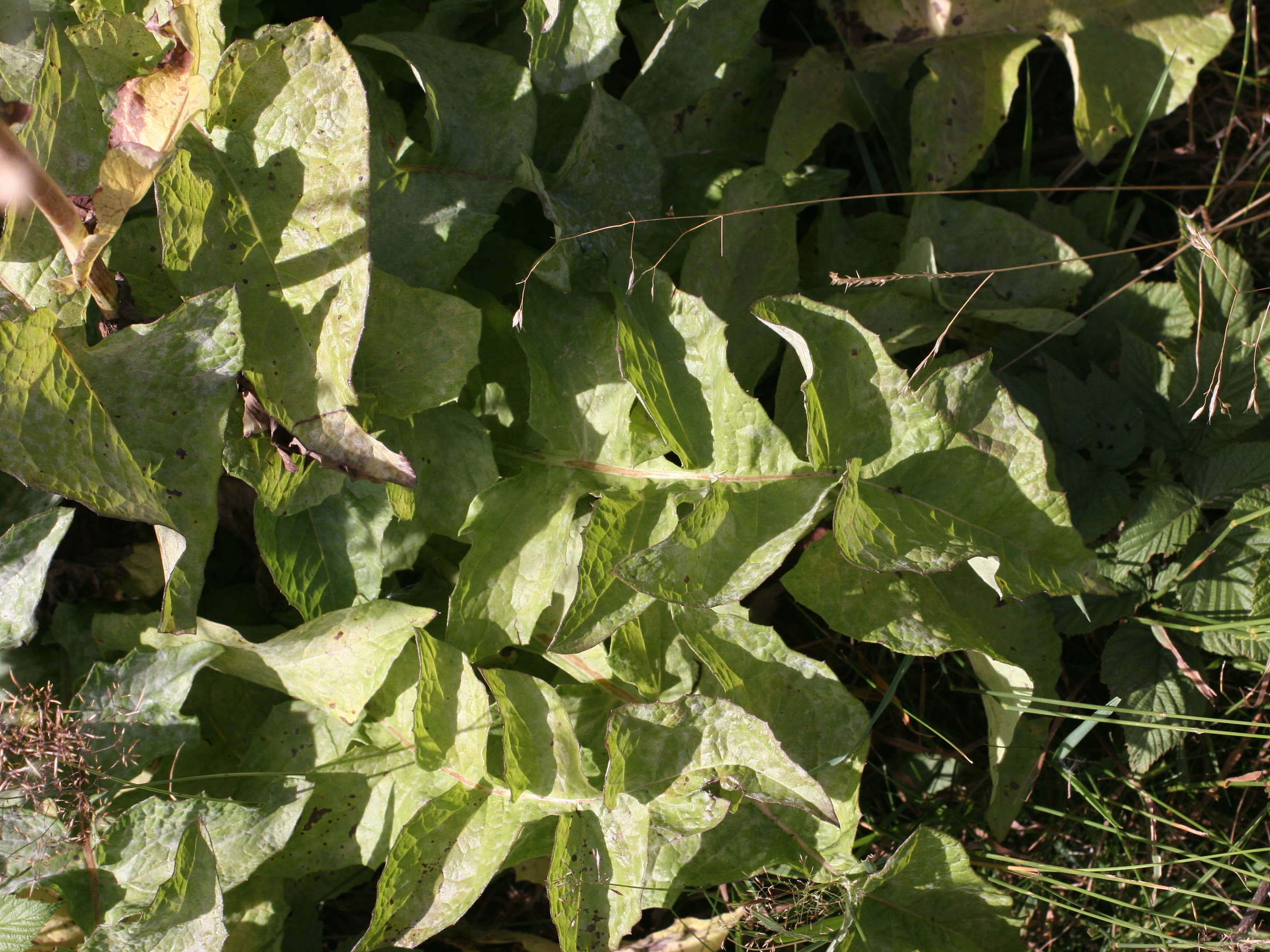 Afficher le média lactuca_plumieri3md lactuca_plumieri3md