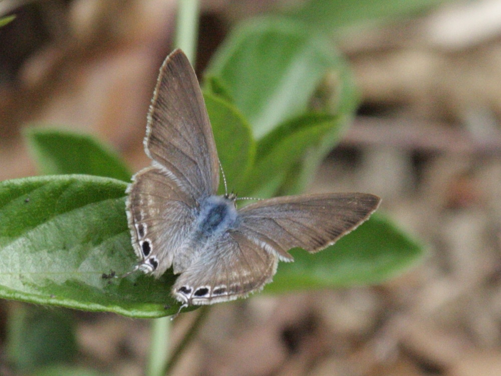 leptotes_pirithous7bd