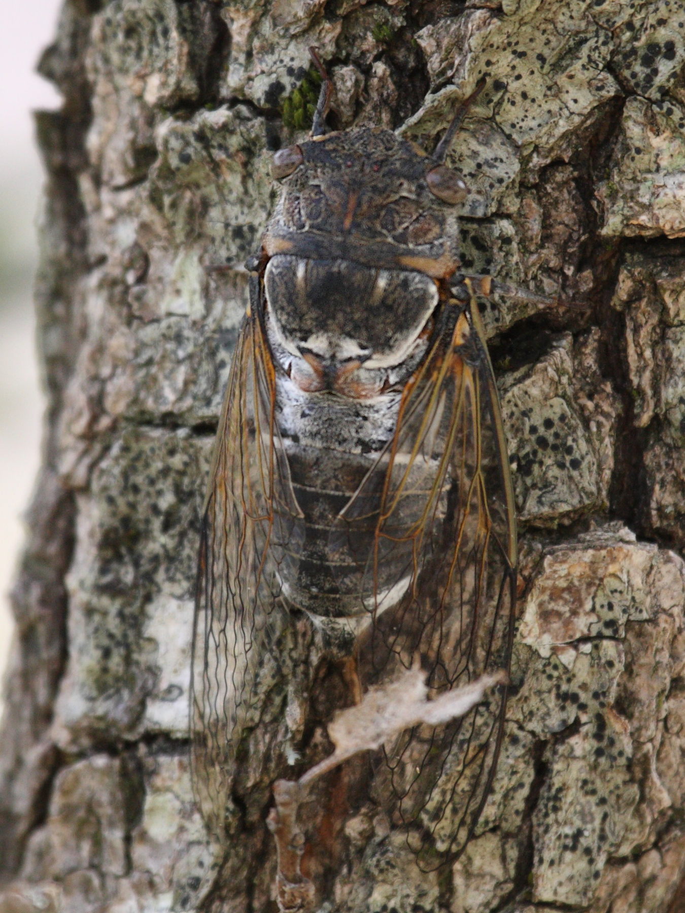 lyristes_plebejus2bd