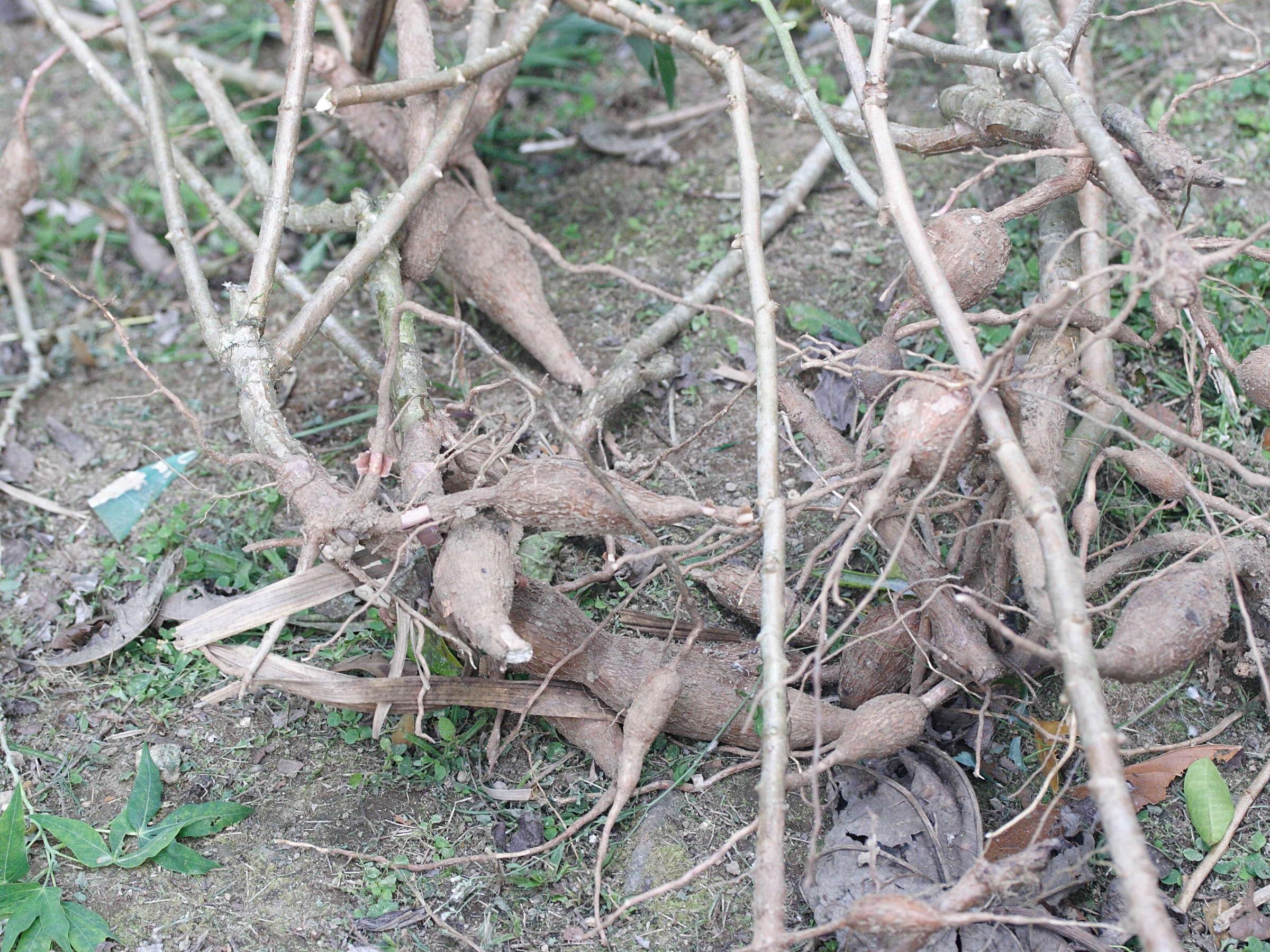 Afficher le média manihot_esculenta5md manihot_esculenta5md