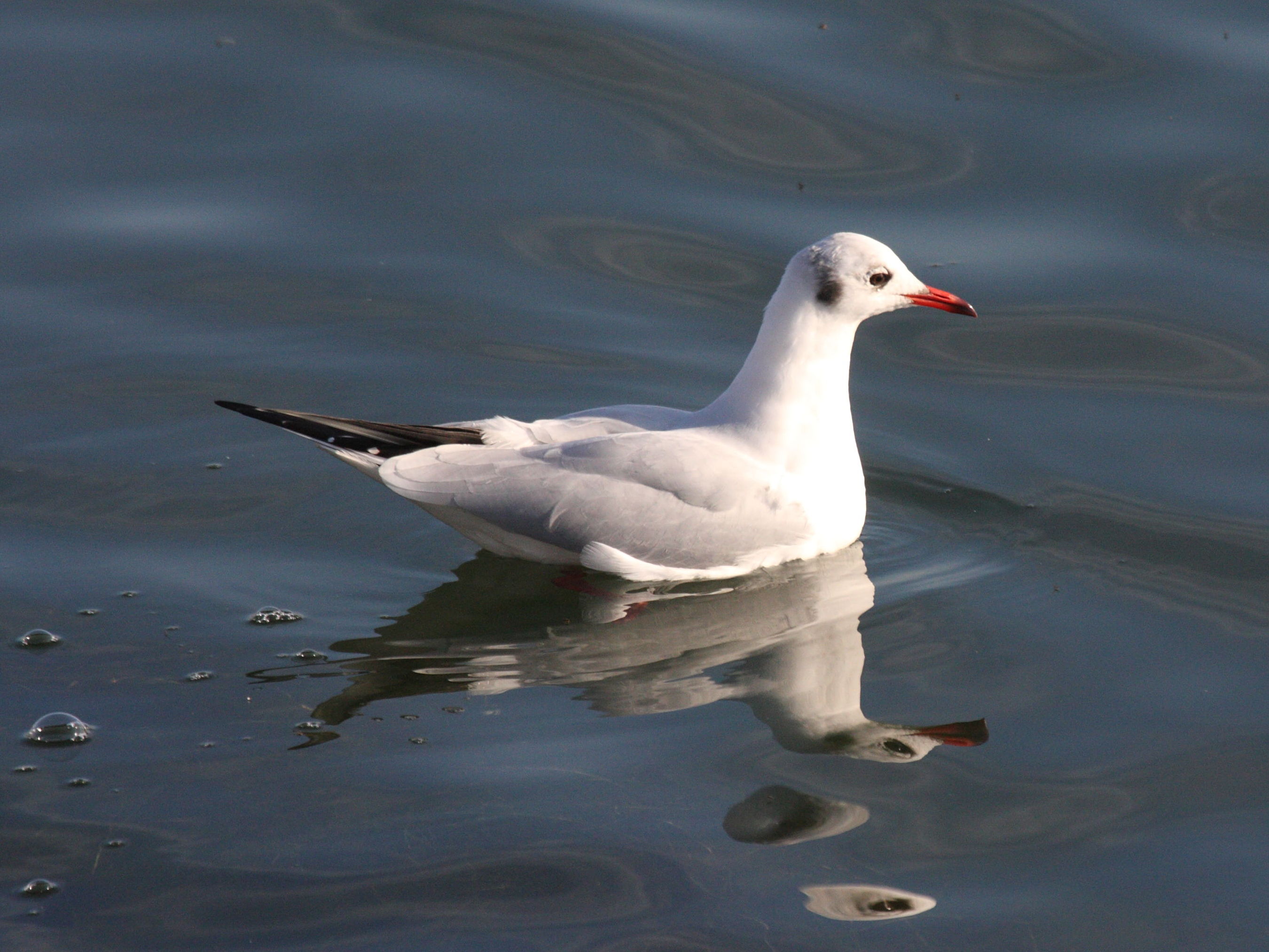 Afficher le média mouette_rieuse_-_chroicocephalus_ridibundus8md mouette_rieuse_-_chroicocephalus_ridibundus8md