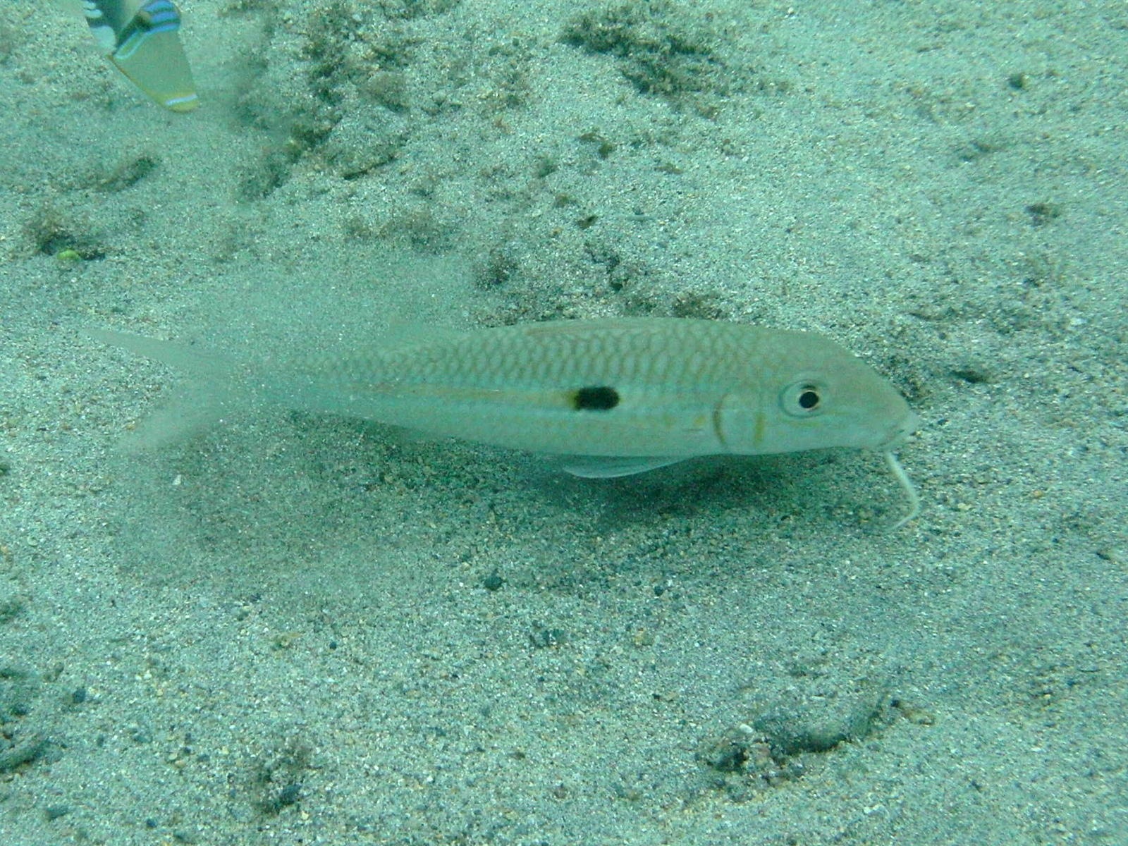 mulloidichthys_flavolineatus4bd