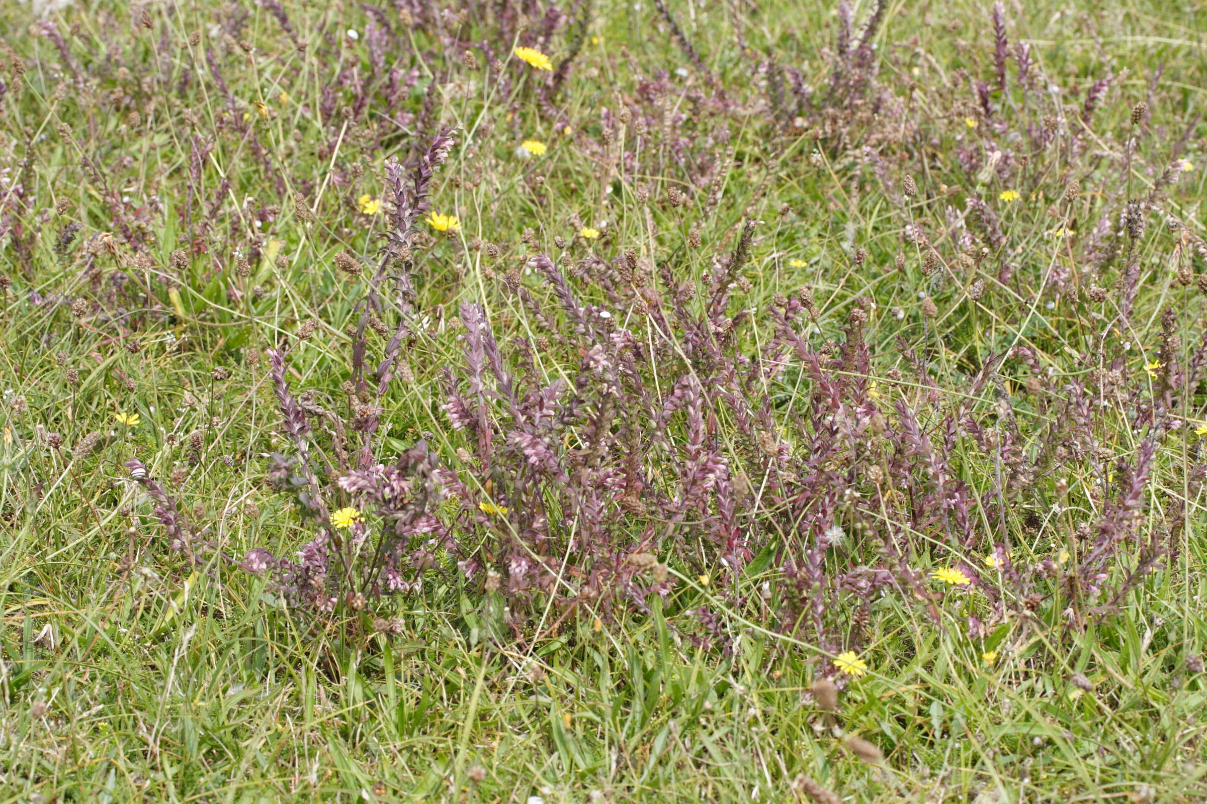 Afficher le média odontites_vernus_serotinus1md odontites_vernus_serotinus1md