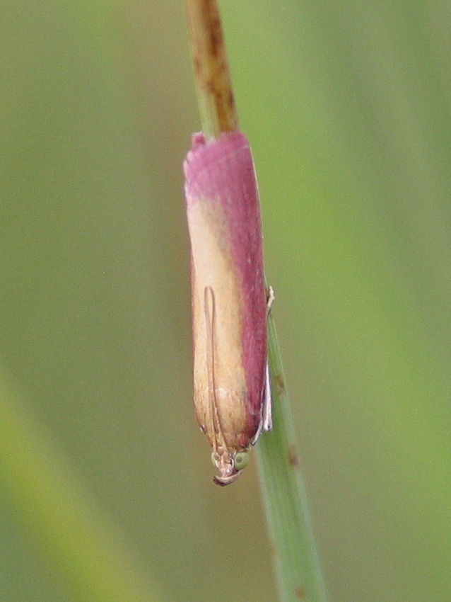 oncocera_semirubella1bd