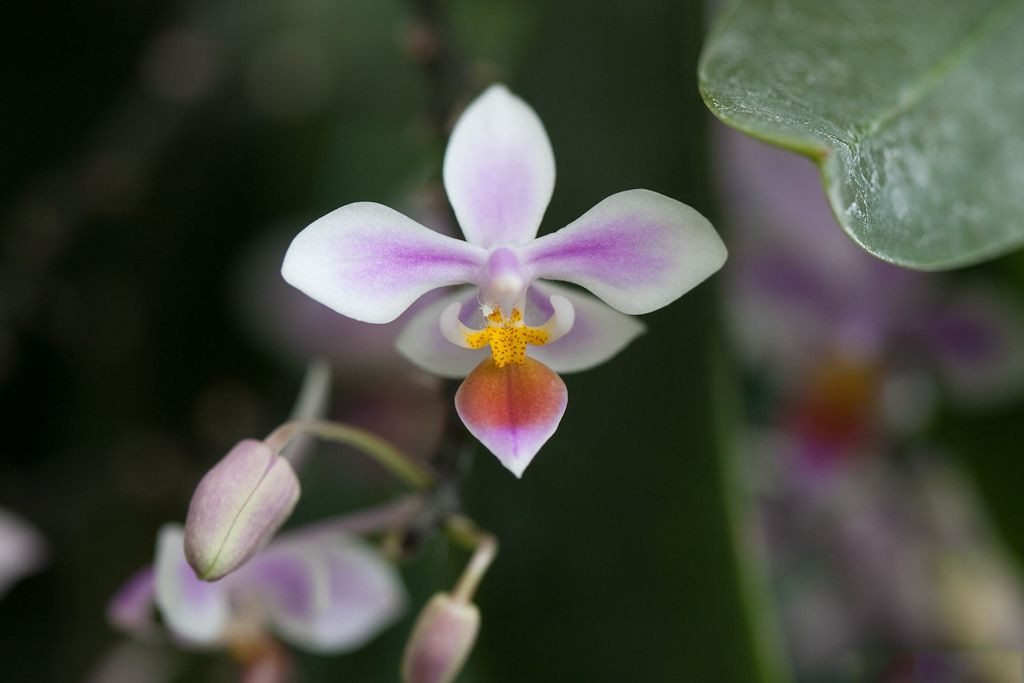 Afficher le média phalaenopsis_equestris1sd phalaenopsis_equestris1sd