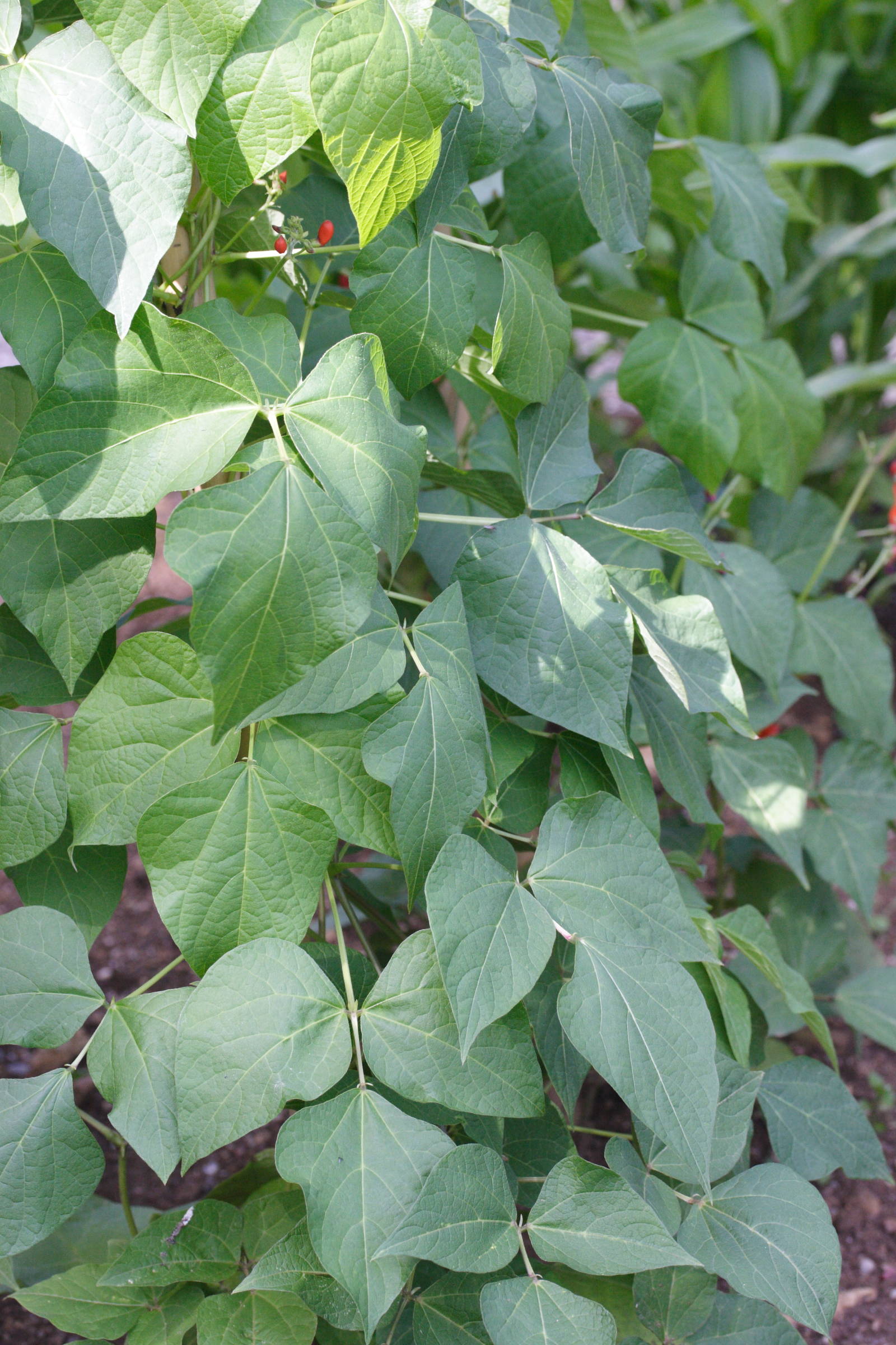 phaseolus_coccineus2md