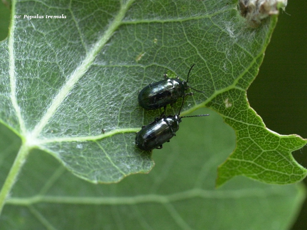 phratora_laticollis1md