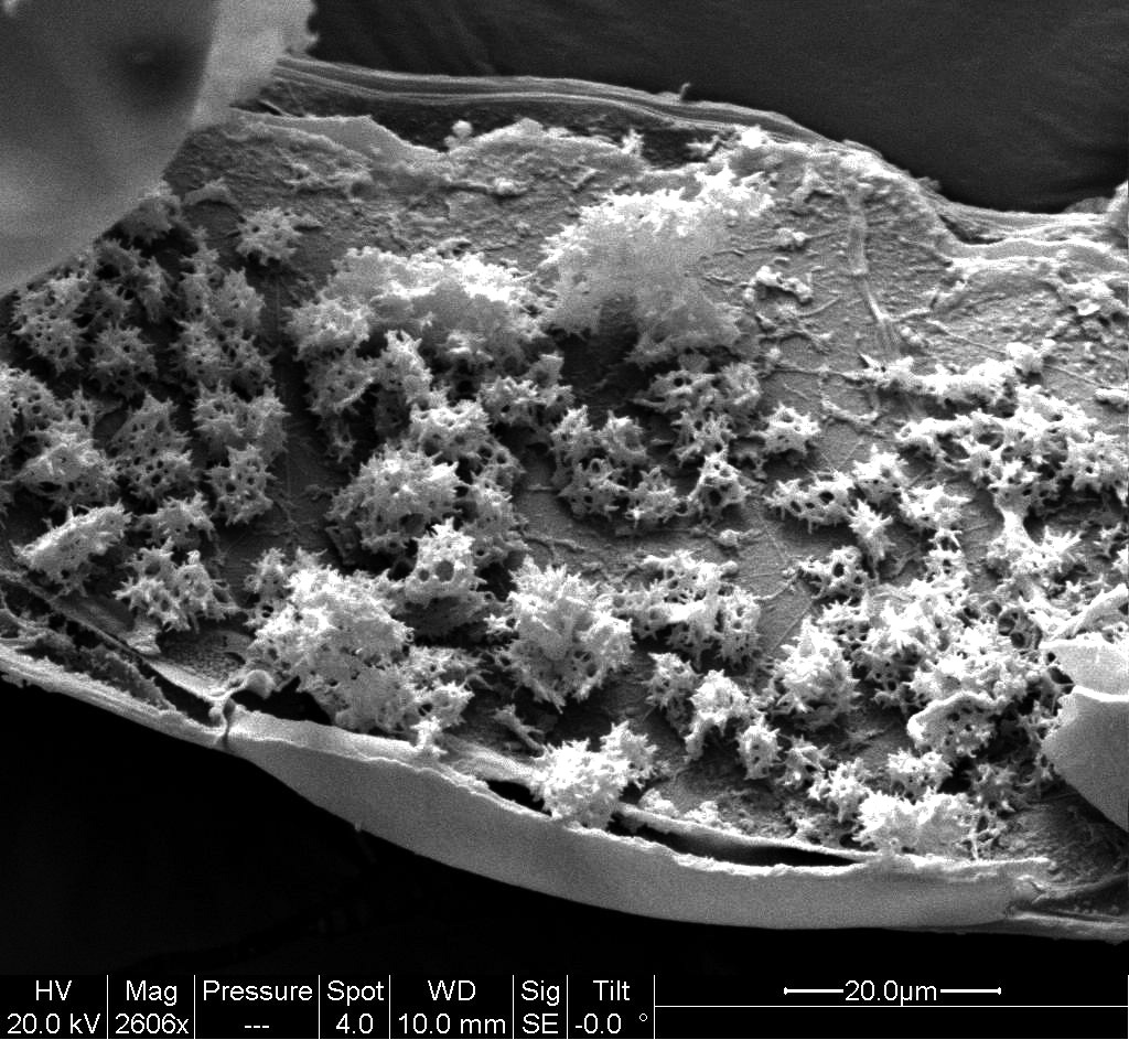 Afficher le média polystichum_x_bicknellii6pr polystichum_x_bicknellii6pr