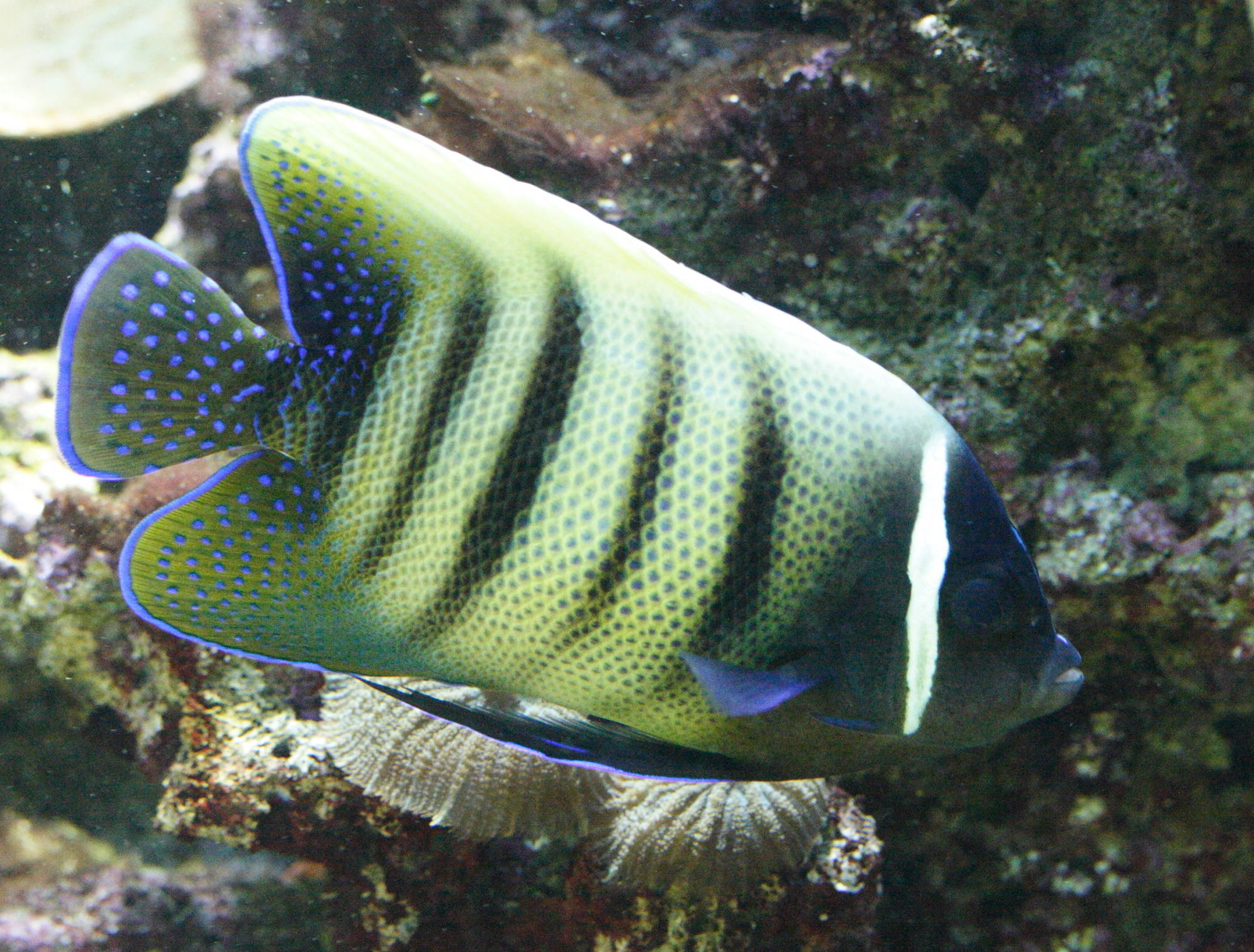 Afficher le média pomacanthus_sexstriatus1md pomacanthus_sexstriatus1md